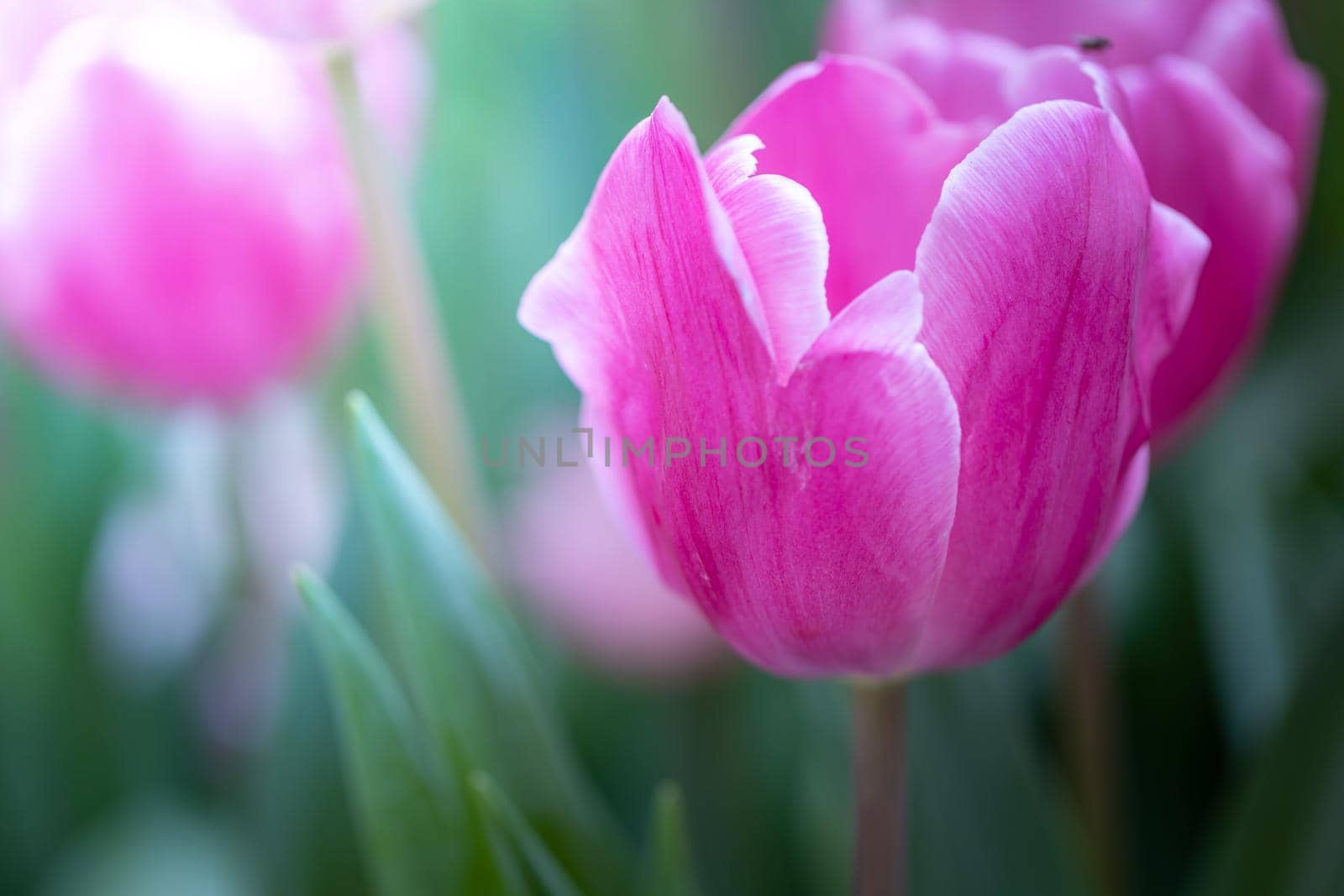 Beautiful bouquet of tulips. colorful tulips. nature background by teerawit