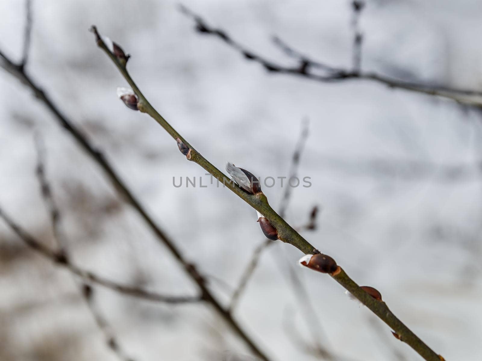 Branches of willow with fluffy buds against background of white snow. Selective focus