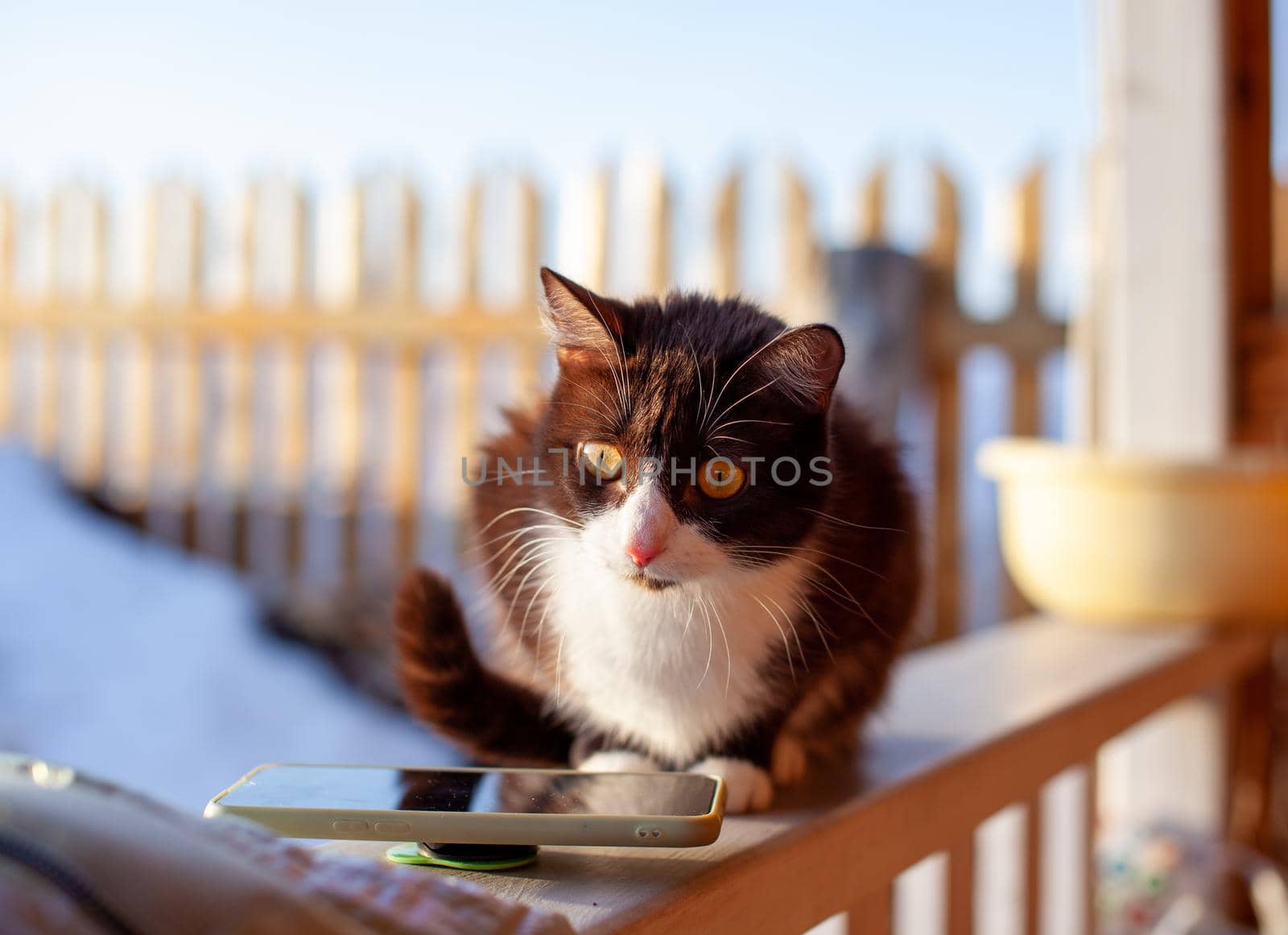 A cute kitten sits on a wooden fence outside in winter. A brown, fluffy cat basks in the sun in winter. 