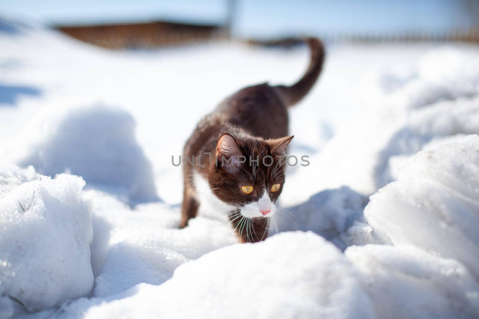 Cute kitten walks in the snow in winter. A brown cat makes its way through the snowdrifts. The pet walks on the white snow in winter.