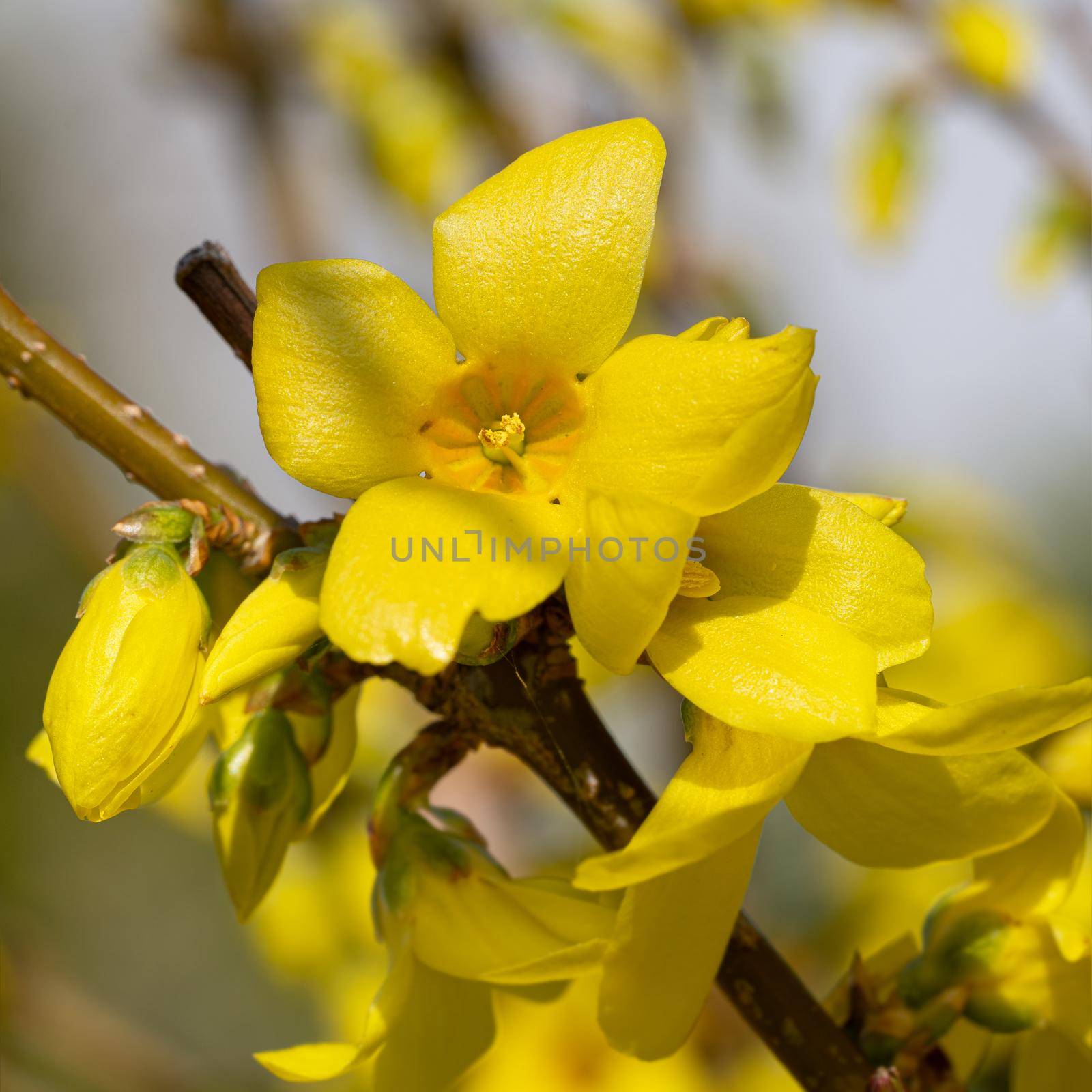 Forsythia (Forsythia × intermedia), flowers of springtime