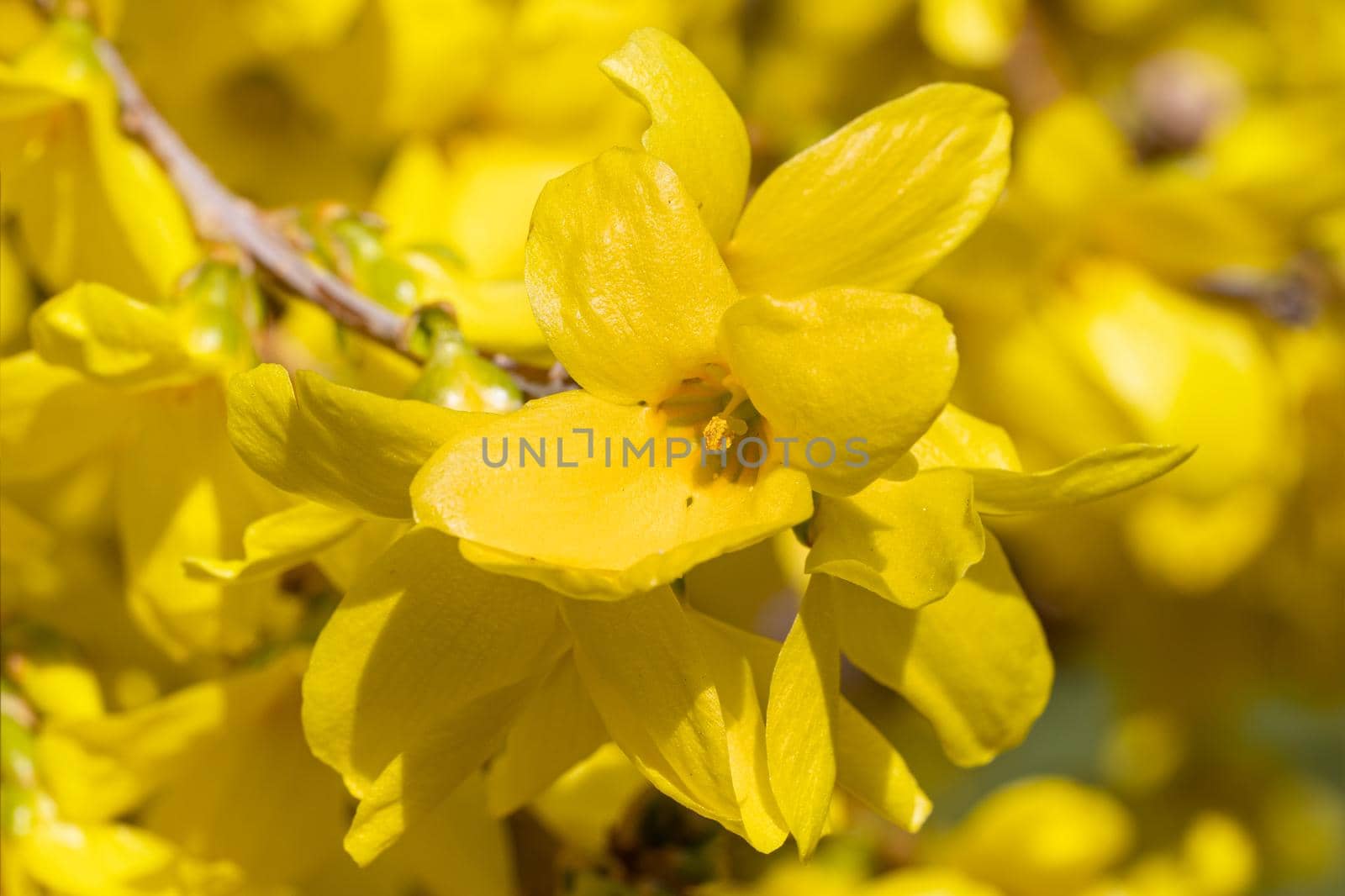 Forsythia (Forsythia × intermedia), flowers of springtime