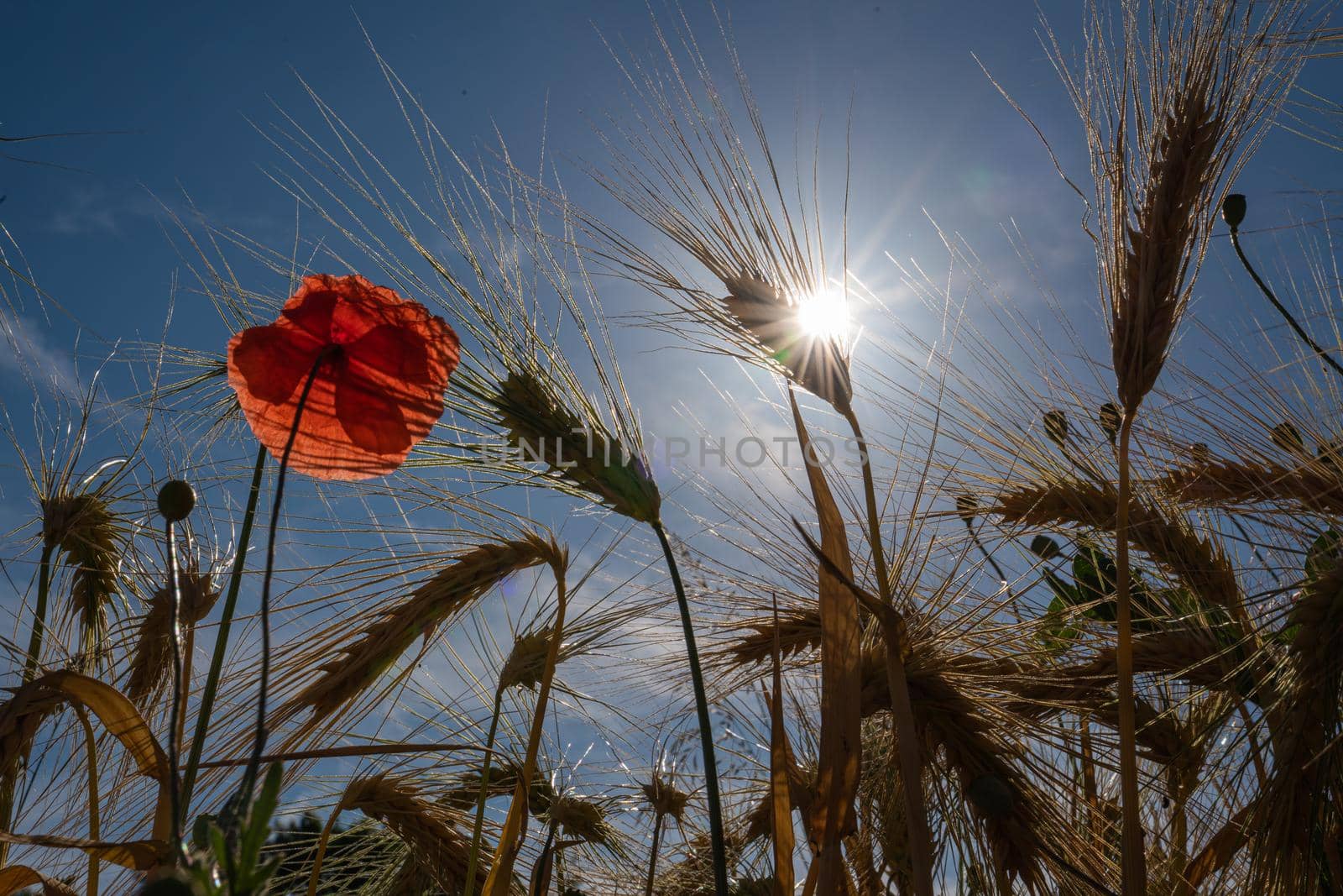 Corn field with poppies on a sunny day
