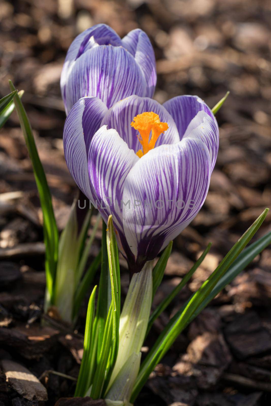 Crocus, close up image of the flowers of
 spring