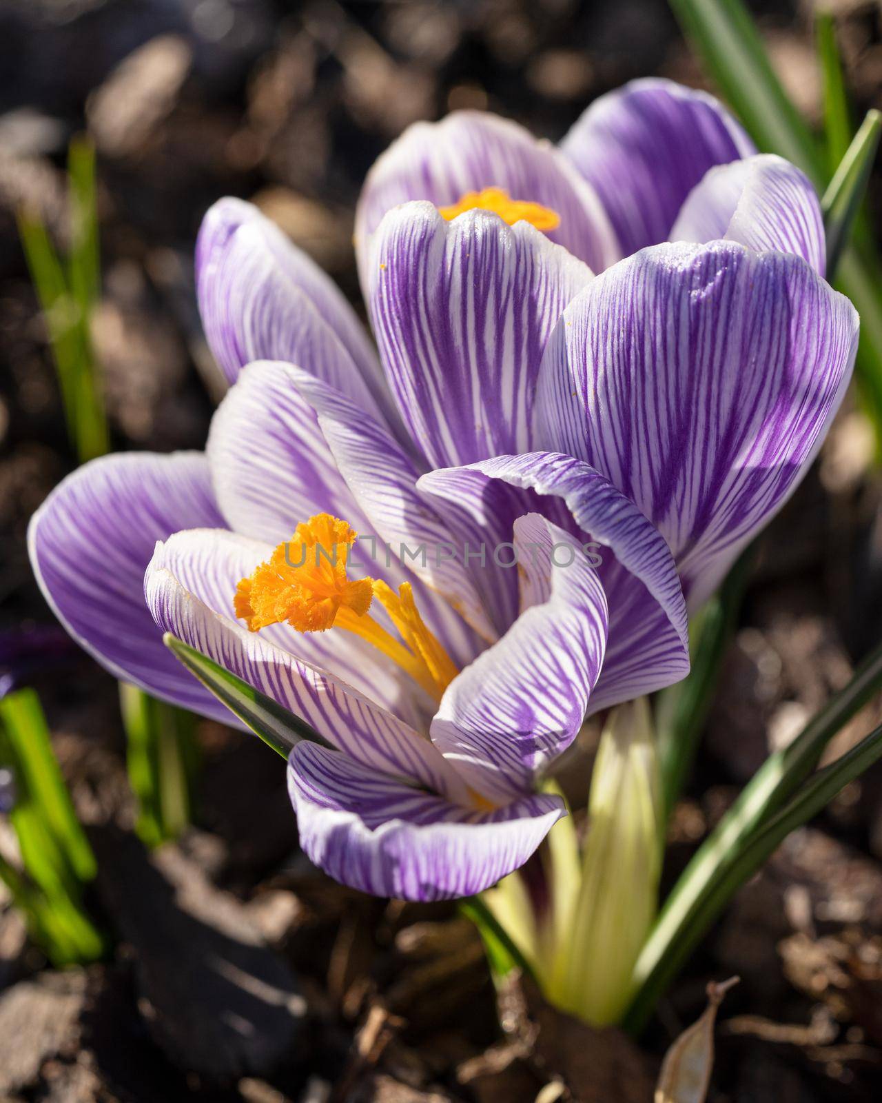 Crocus, flowers of the spring by alfotokunst