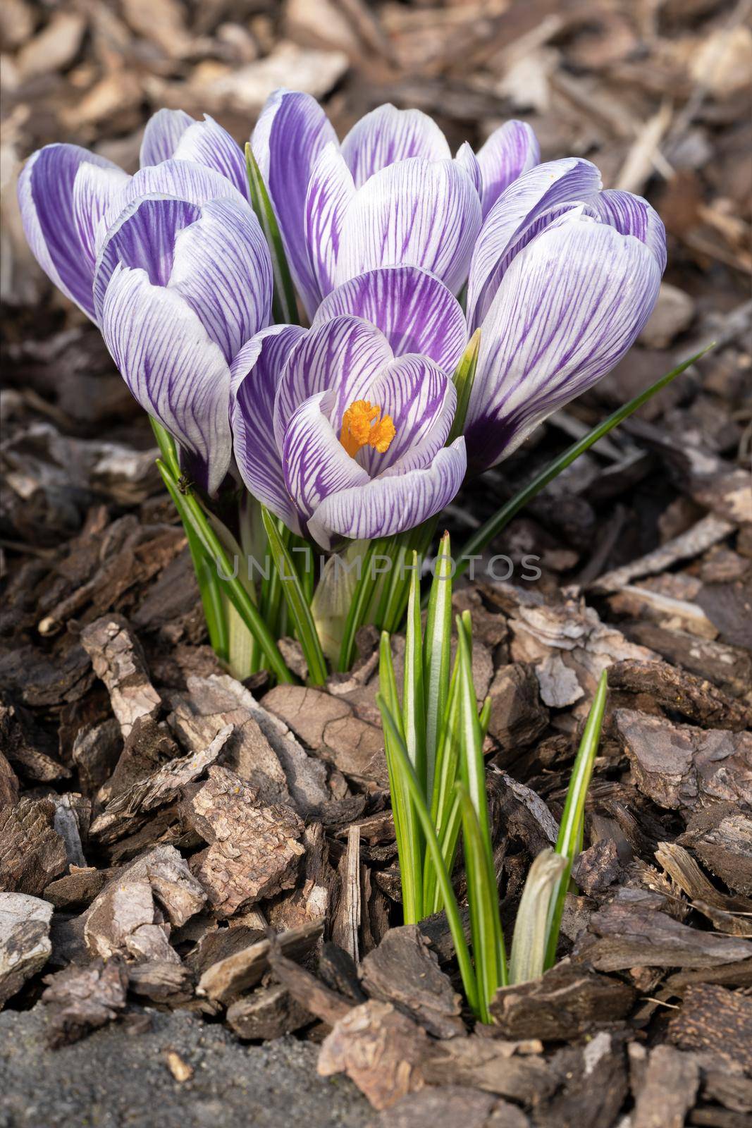 Crocus, close up image of the flowers of
 spring