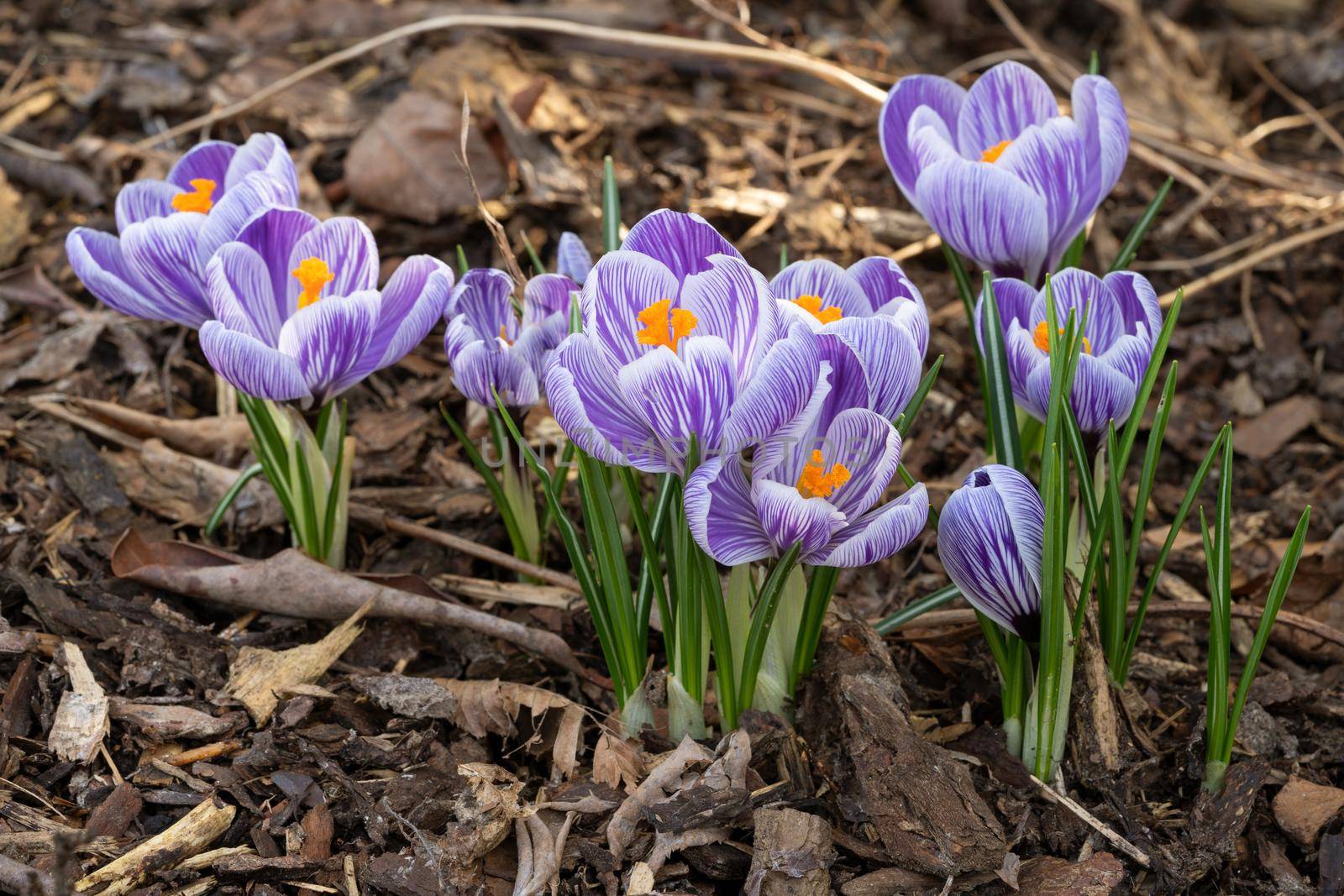 Crocus, close up image of the flowers of
 spring