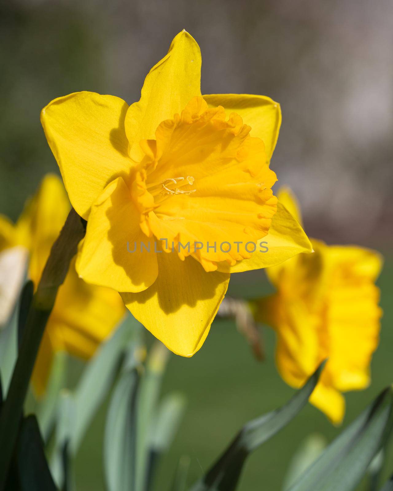 Daffodil, Narcissus pseudonarcissus by alfotokunst