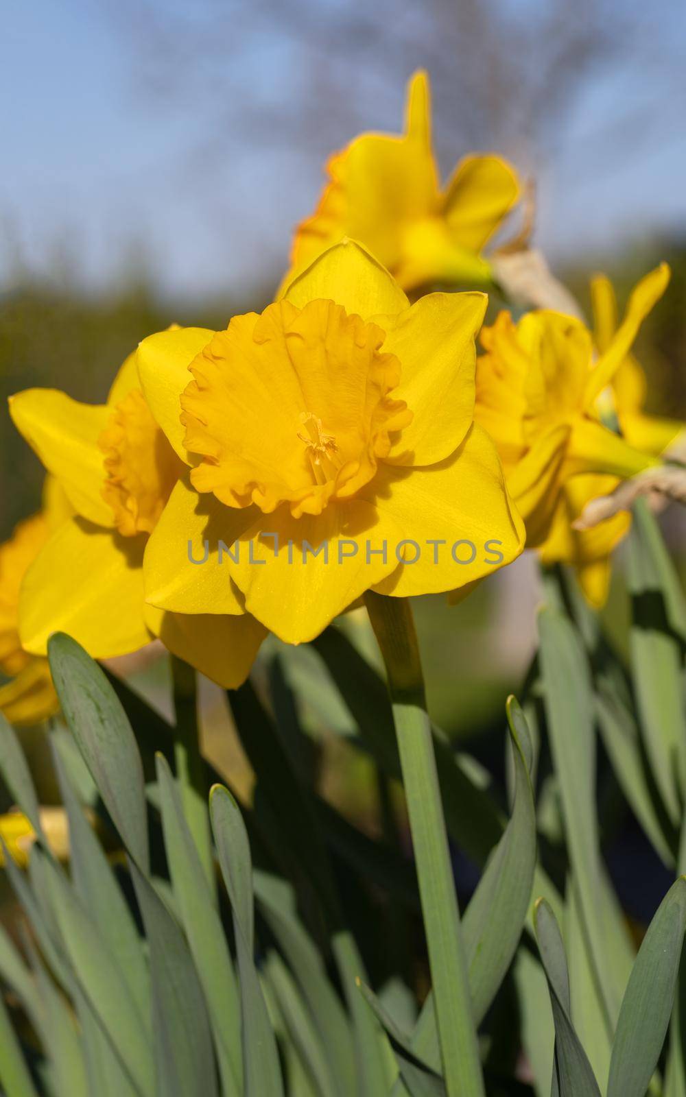Daffodil (Narcissus pseudonarcissus), flowers of springtime