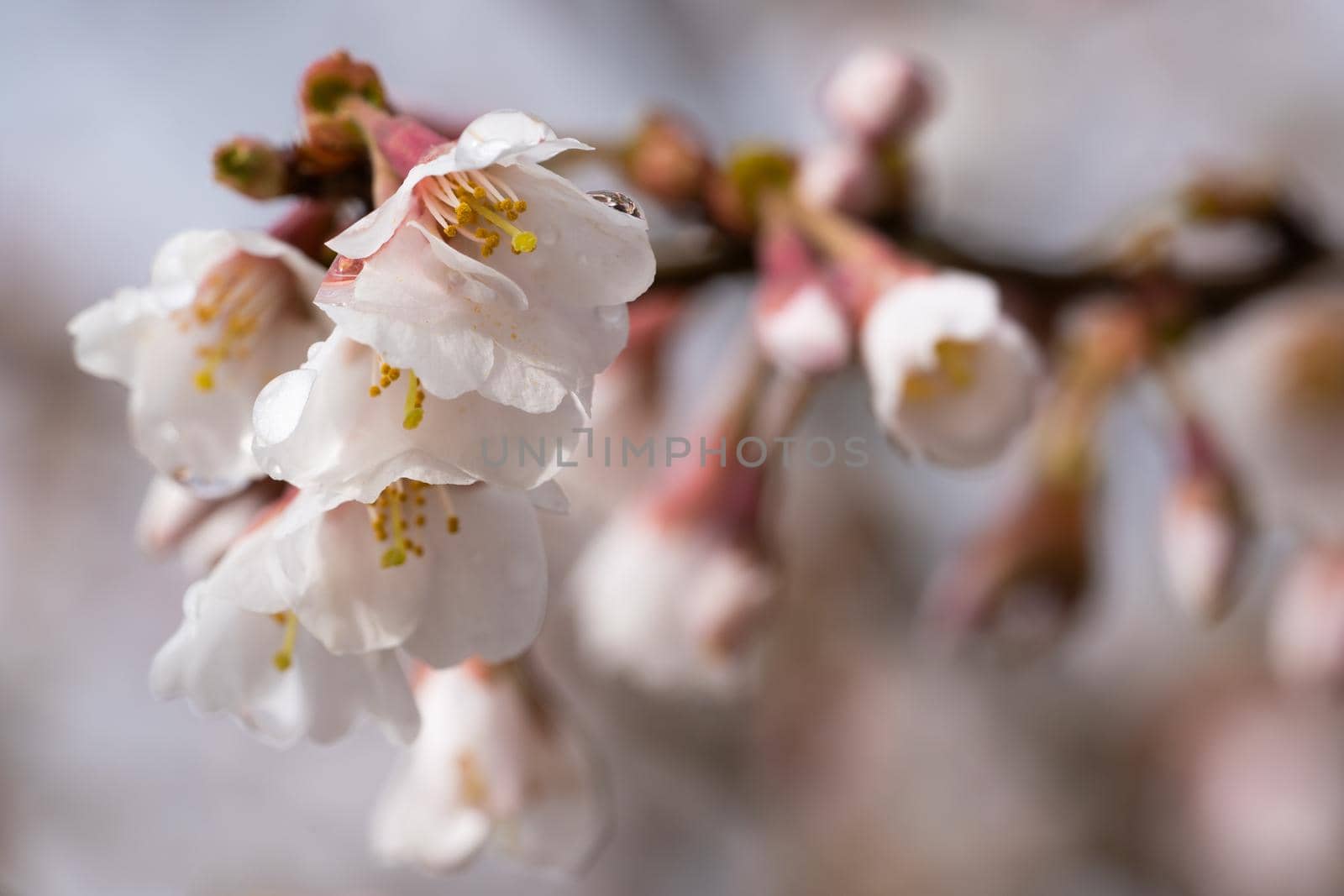 Fuji cherry Kojou-no-mai (Prunus incisa), close up of the flower head
