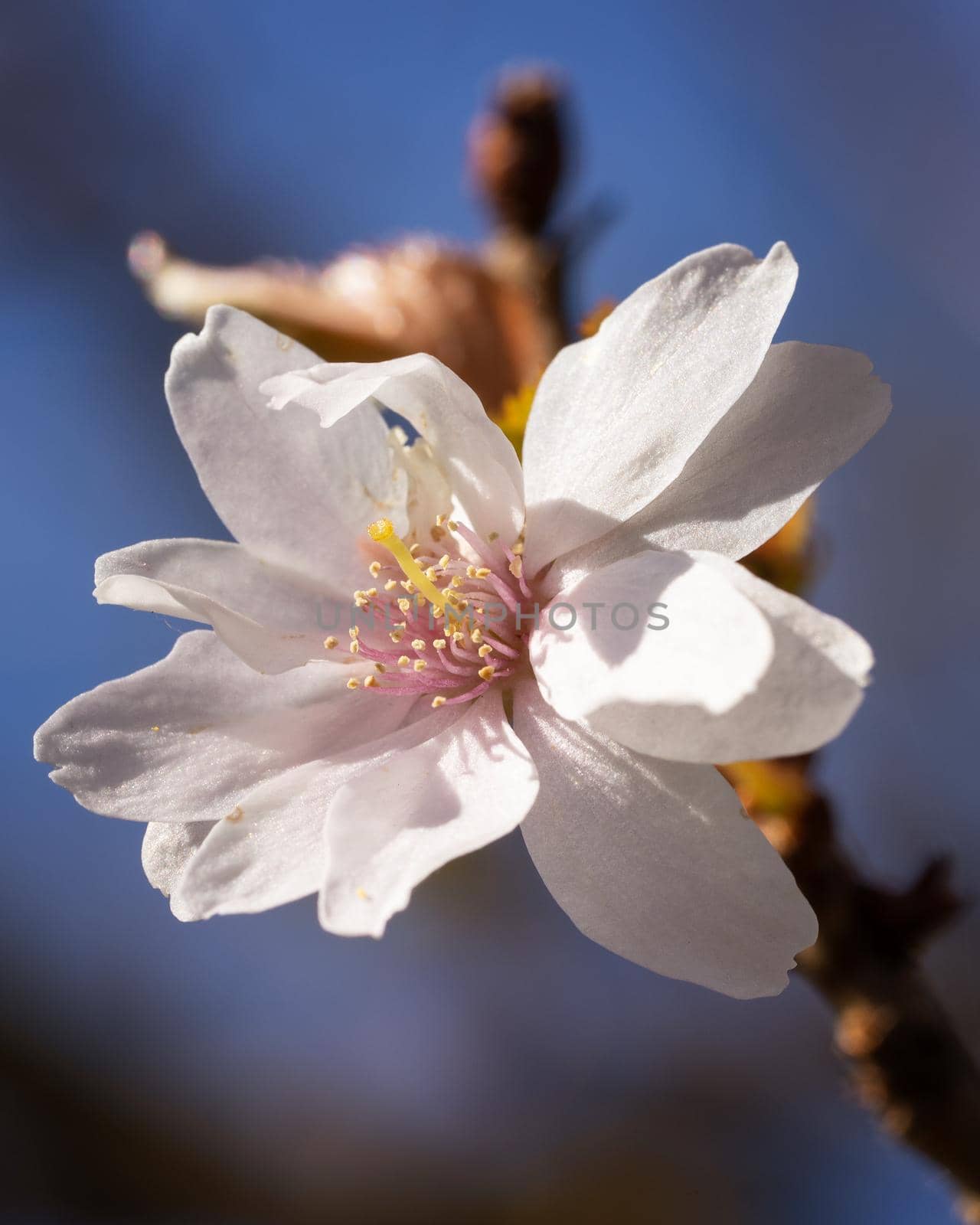 Higan cherry, Prunus subhirtella by alfotokunst