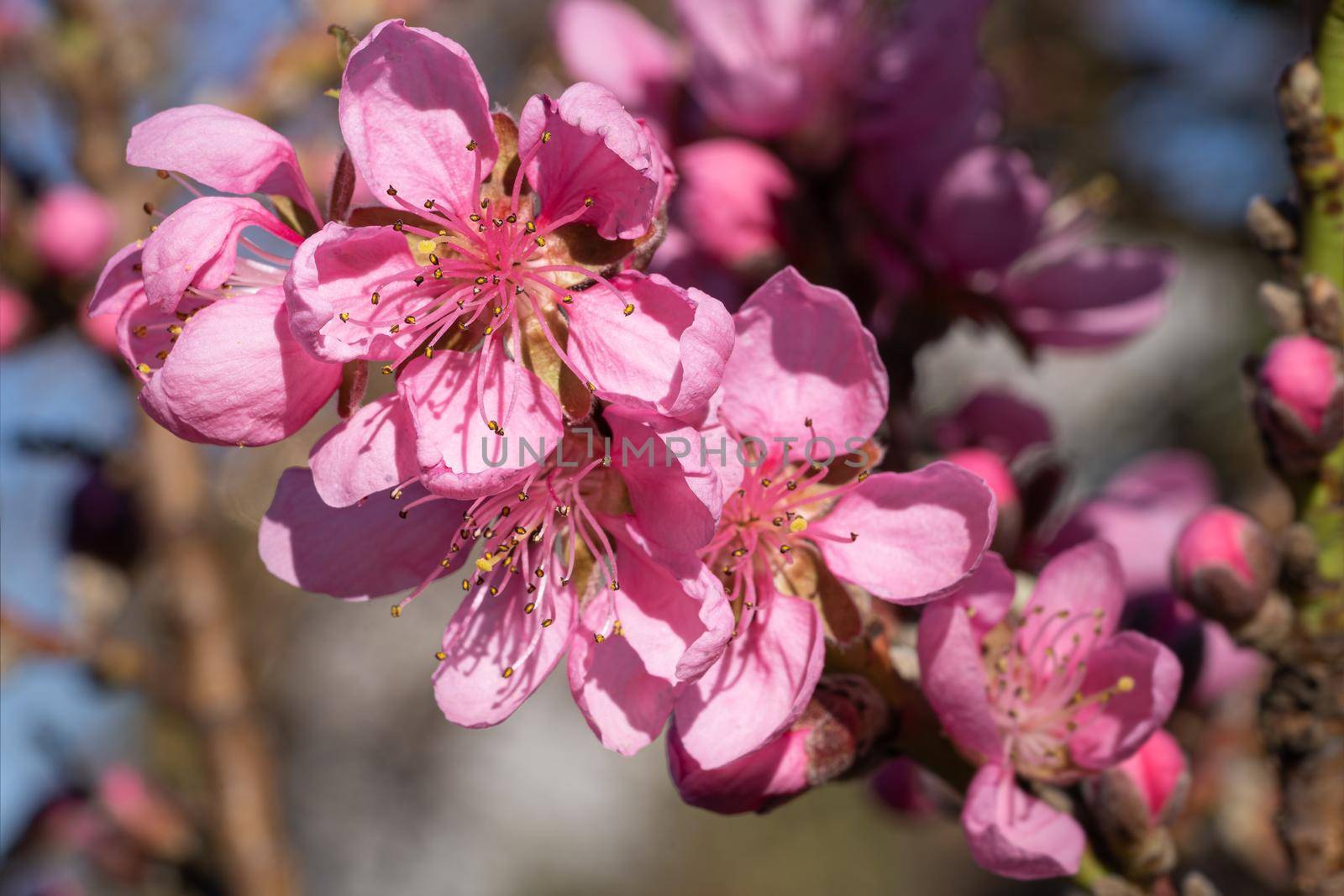 Nectarine tree(Prunus persica), close up of the flower head