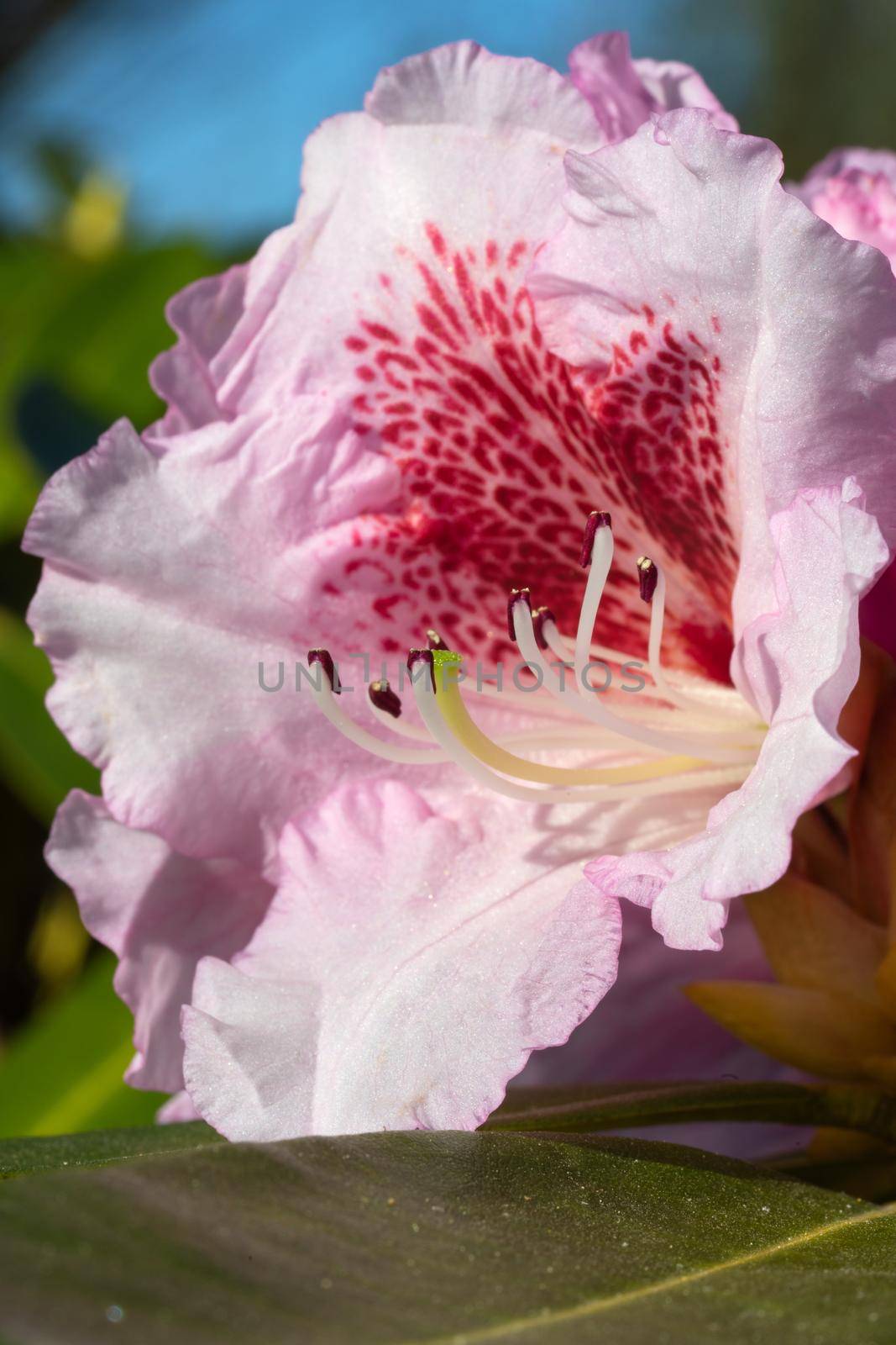 Rhododendron Hybrid Belami (Rhododendron hybrid), close up of the flower head in sunshine