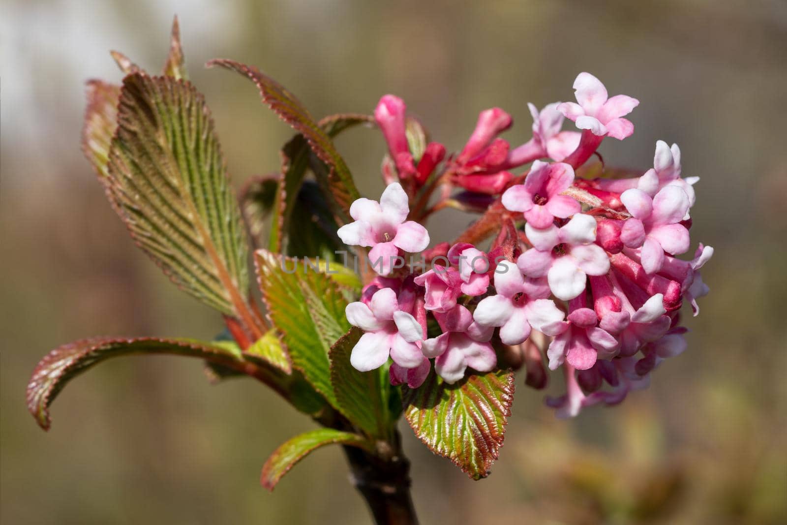 Viburnum (Viburnum farreri), flowers of the gardens