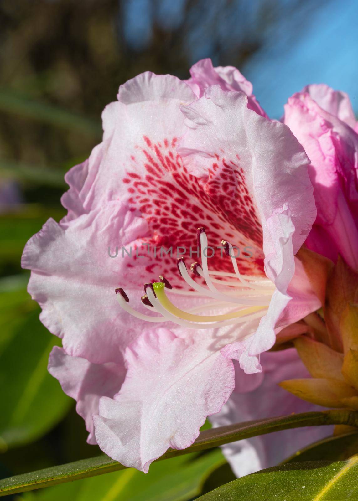 Rhododendron Hybrid Belami (Rhododendron hybrid), close up of the flower head in sunshine