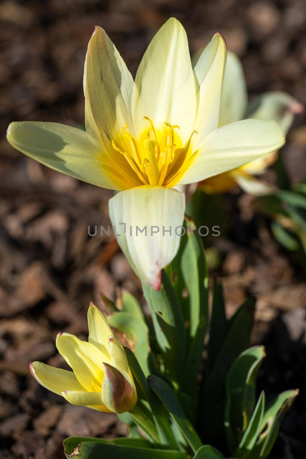 Tulip (Tulipa), close up of the flower of spring