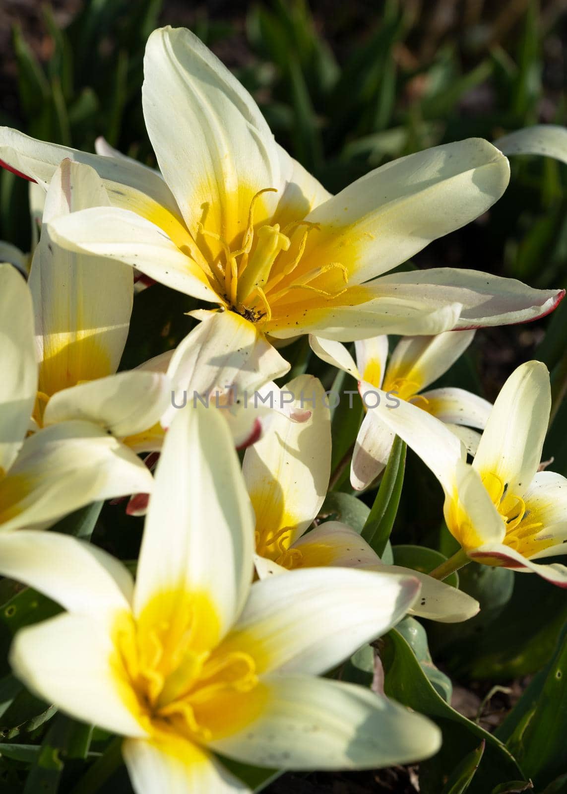 Tulip (Tulipa), close up of the flower of spring