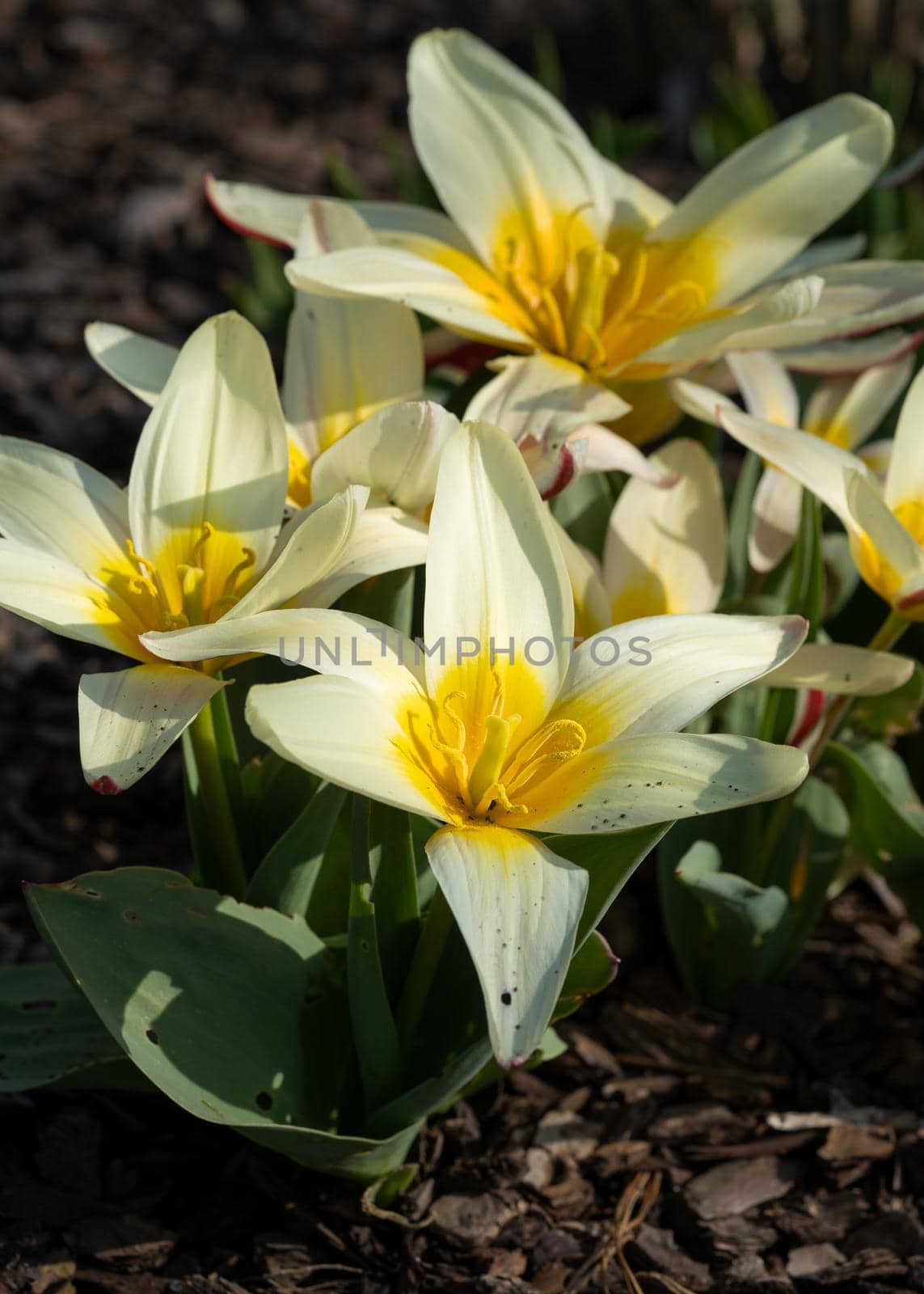 Tulip (Tulipa), close up of the flower of spring