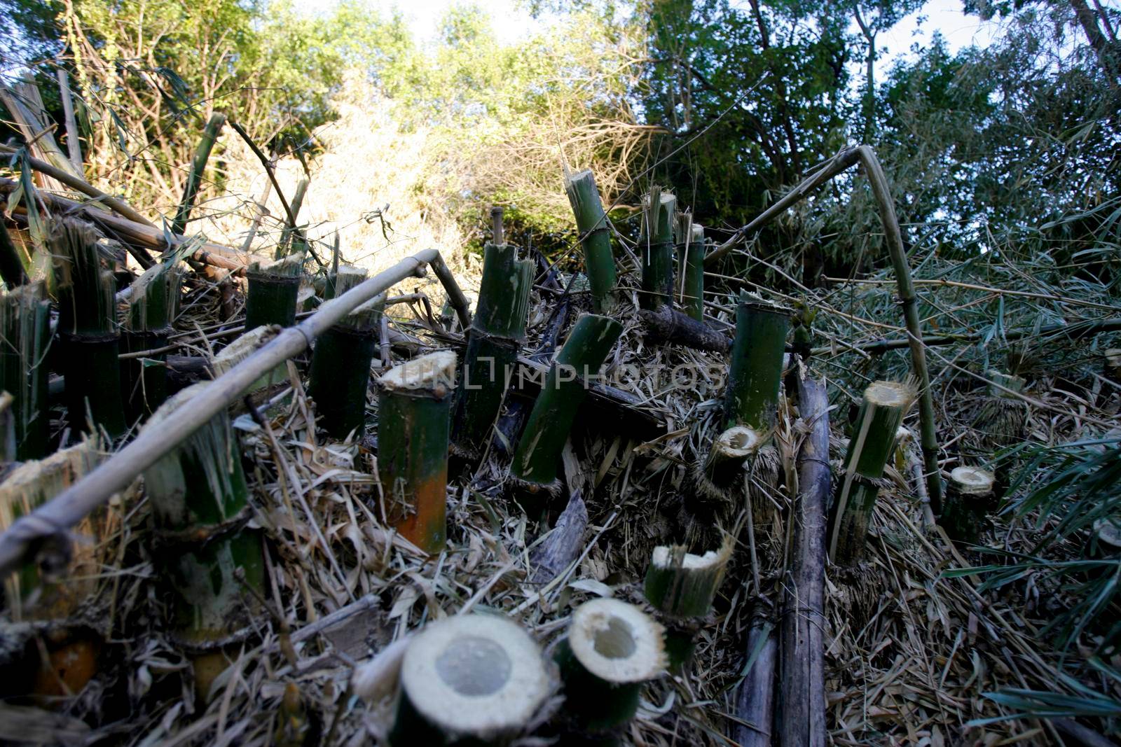 salvador, bahia / brazil - march 1, 2018: bamboo plantation in the city of Salvador.