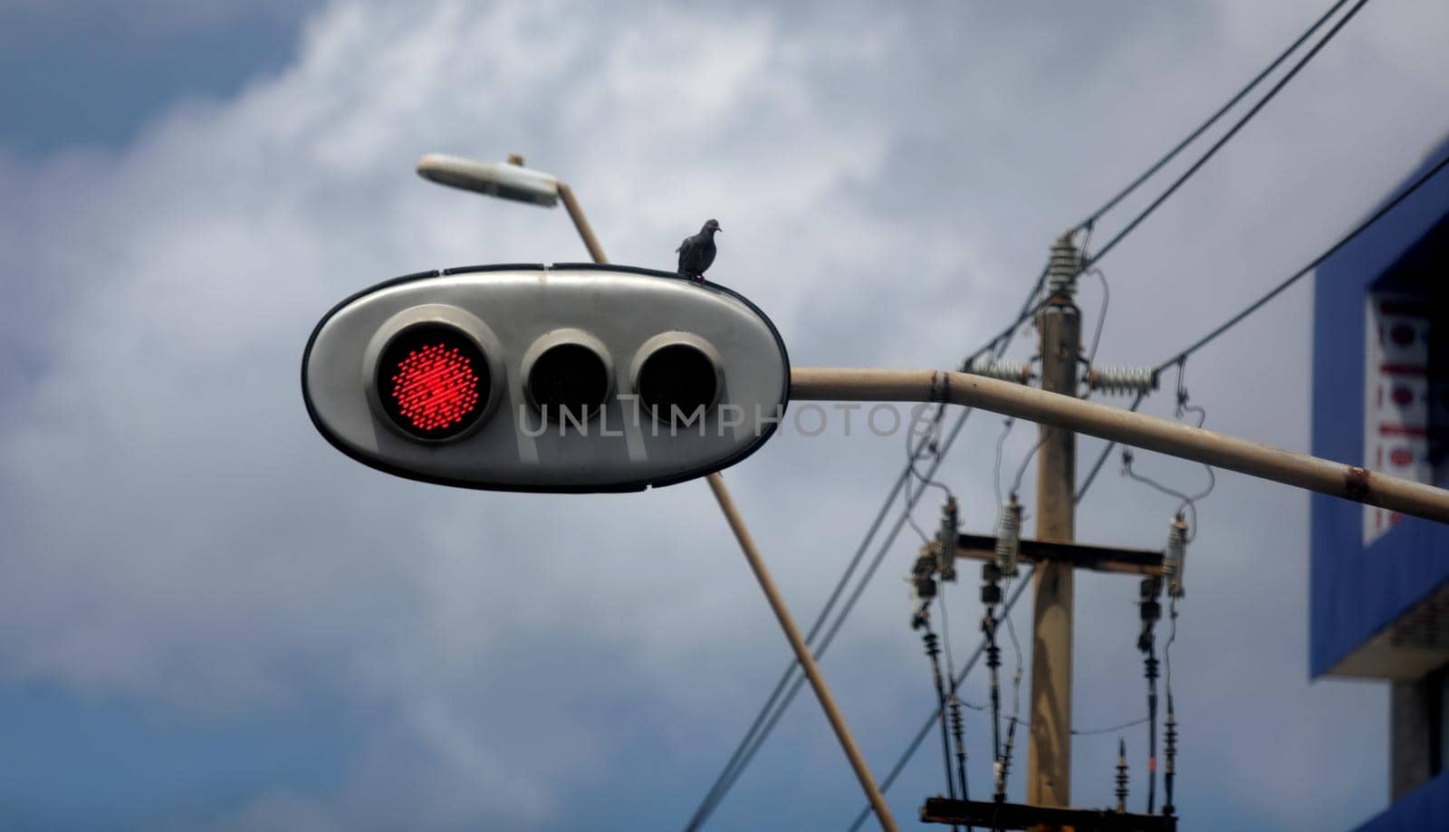 salvador, bahia / brazil - november1, 2019: Passoro is seen perched on traffic light in intersection in the city of Salvador.