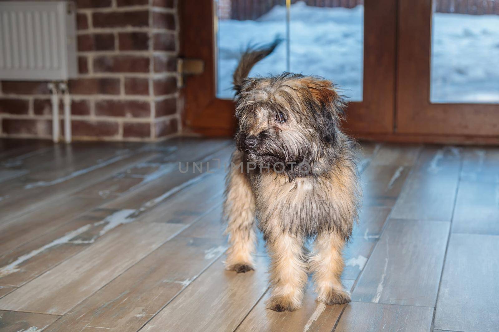 A small shaggy puppy is waiting for indoor play. Close-up