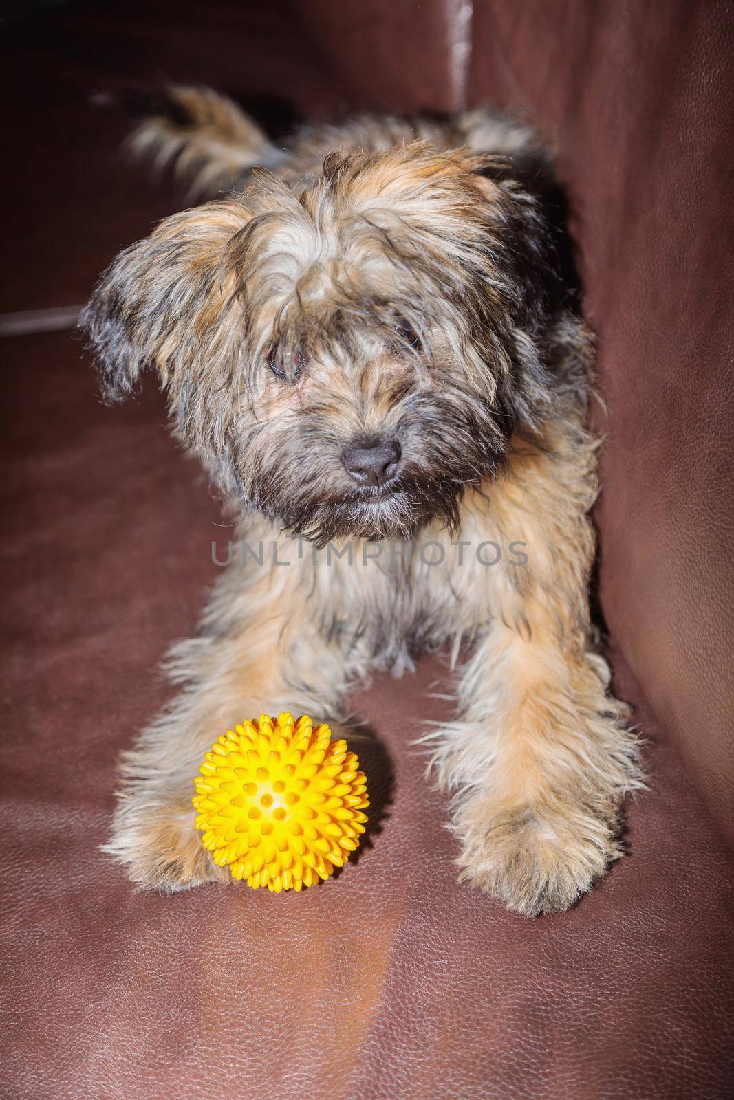 A small shaggy puppy lies on the couch and waits for the ball to be taken from him. Close-up