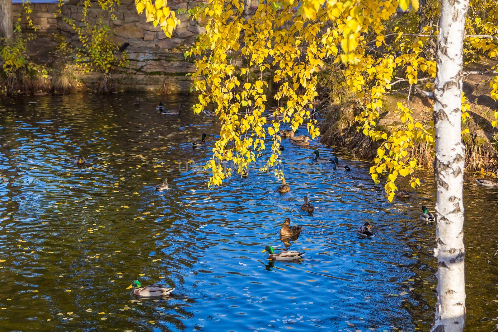 Several ducks swim in a pond in the park in search of food. Autumn season, yellow leaves on the birch.