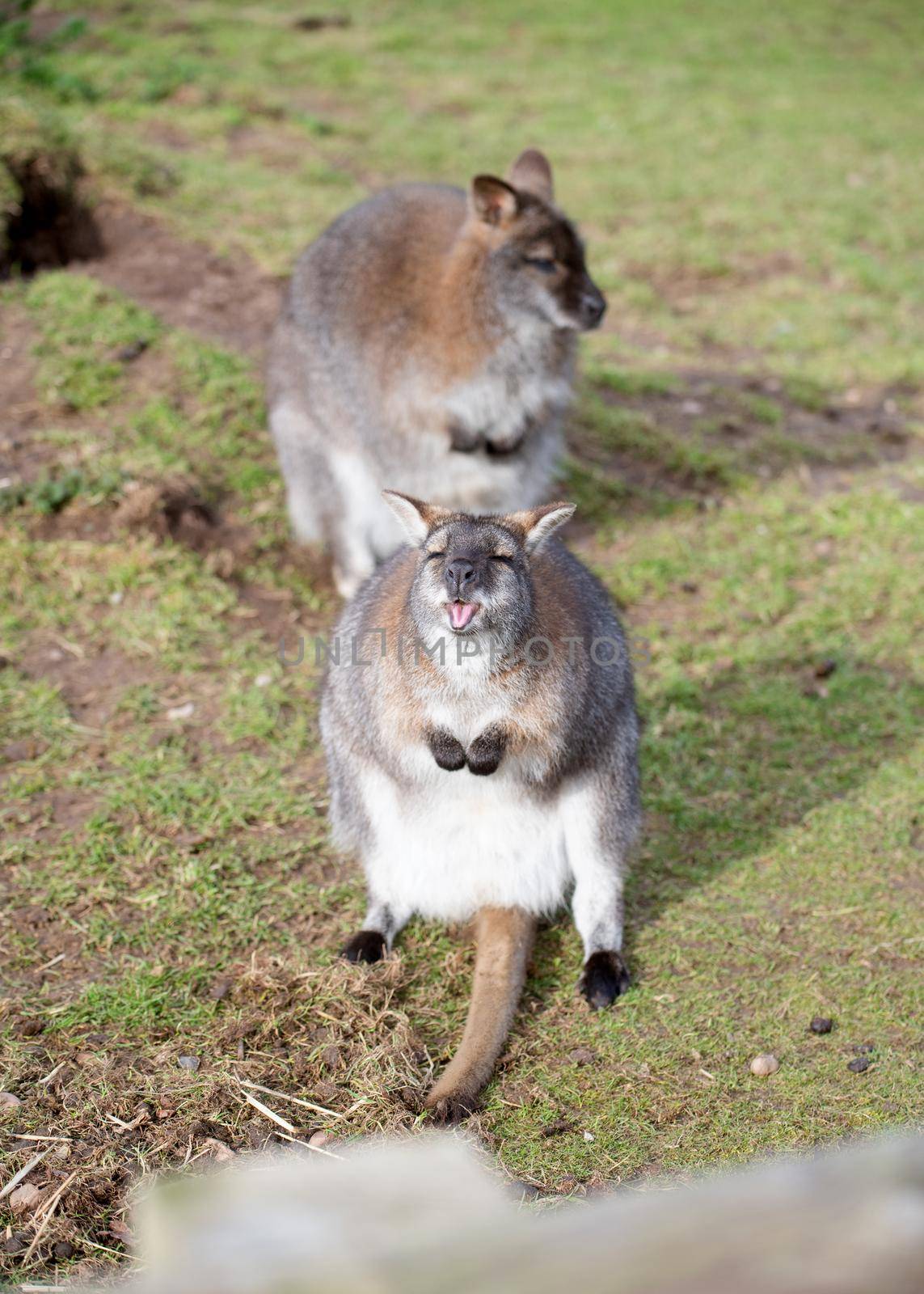 Grey kangaroo on the grass in zoo