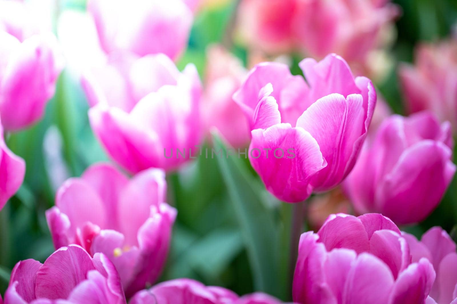 Beautiful bouquet of tulips. colorful tulips. nature background by teerawit