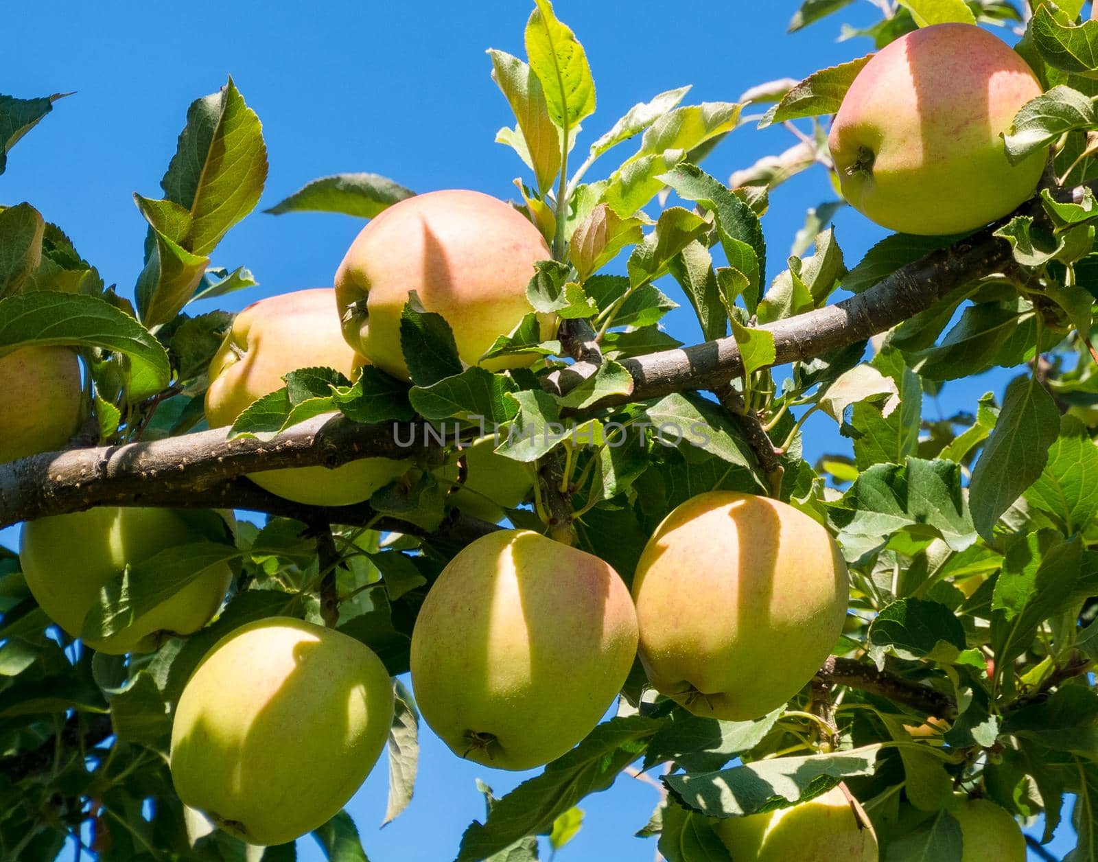 Ripen apples on a tree branch. Apple harvest in fruit orchard in British Columbia