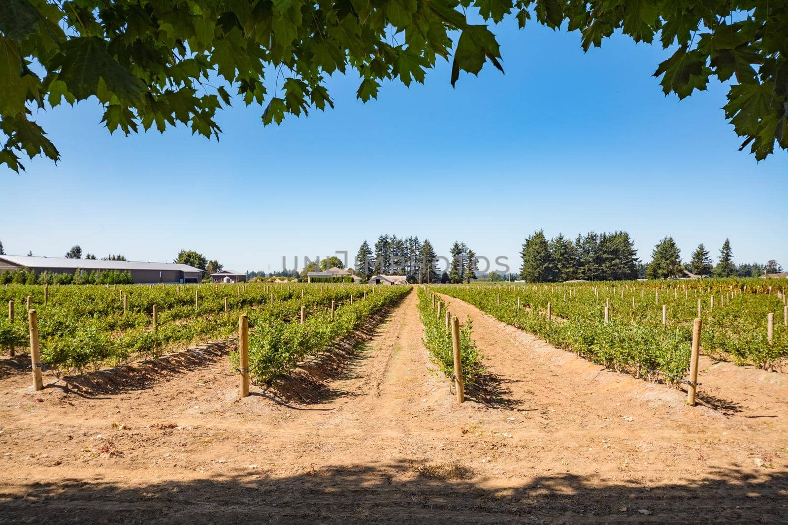 Farm field with rows of blueberry bushes on bright sunny day in British Columbia