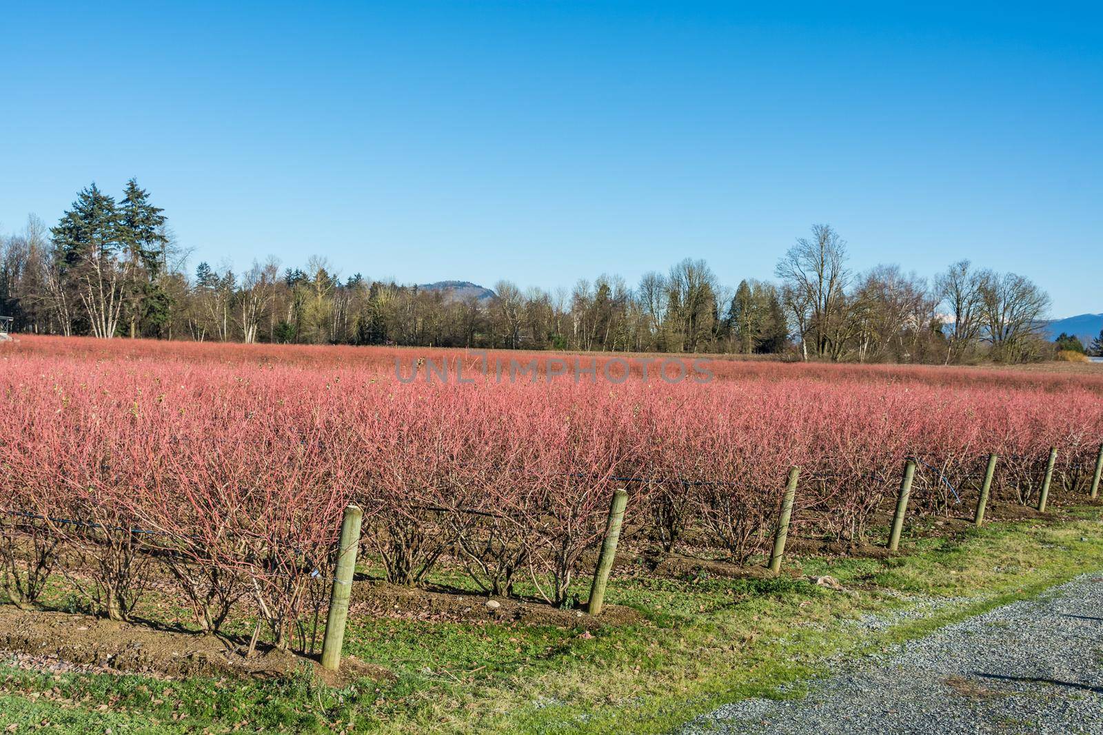 Leafless blueberry plants prepared for winter season