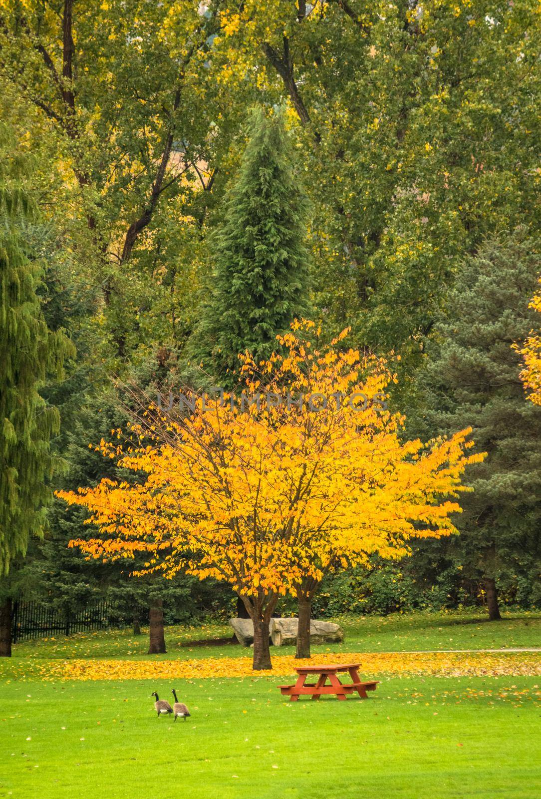 Bright yellow tree in a park on cloudy autumn day. Fall season in Canada
