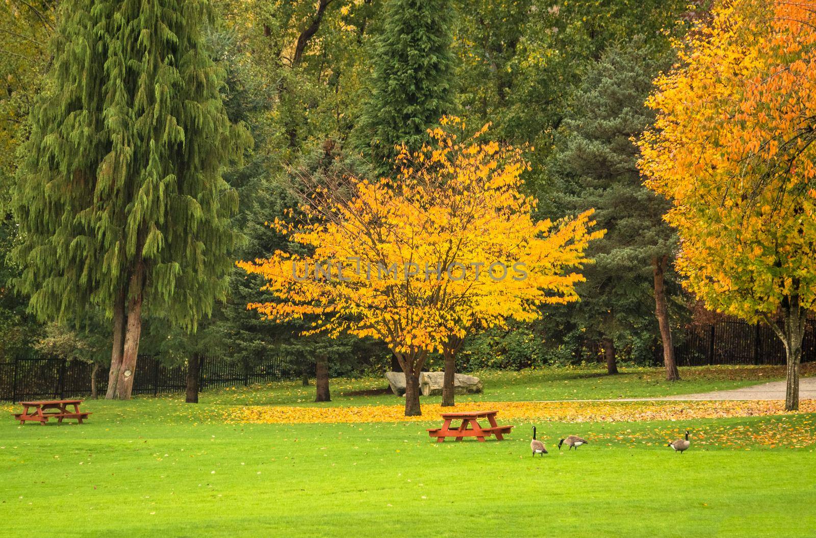 Bright yellow tree in a park on cloudy autumn day. Fall season in Canada