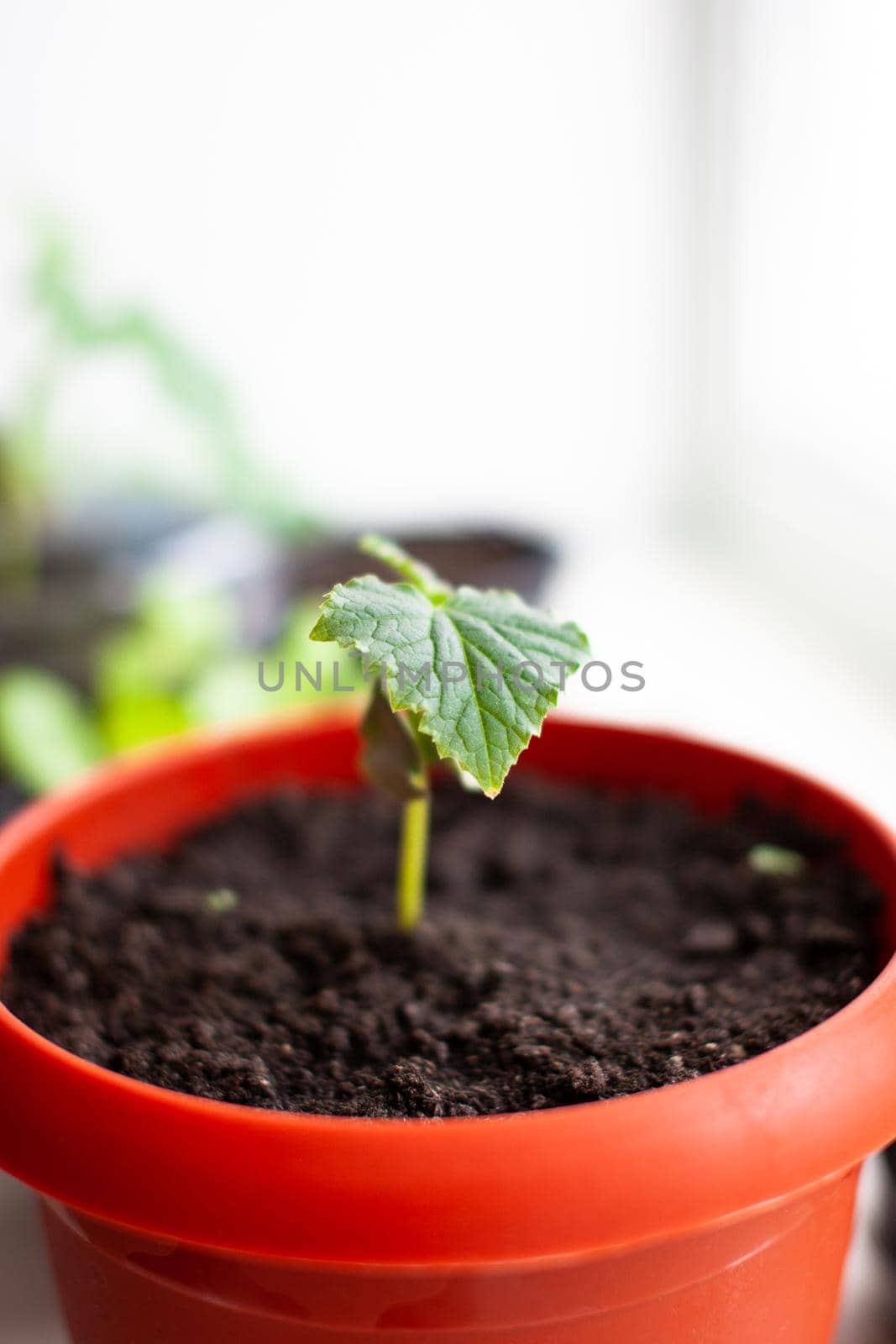 Seedlings of cucumbers in pots near the window, a green leaf close-up. Growing food at home for an ecological and healthy lifestyle. Growing seedlings at home in the cold season