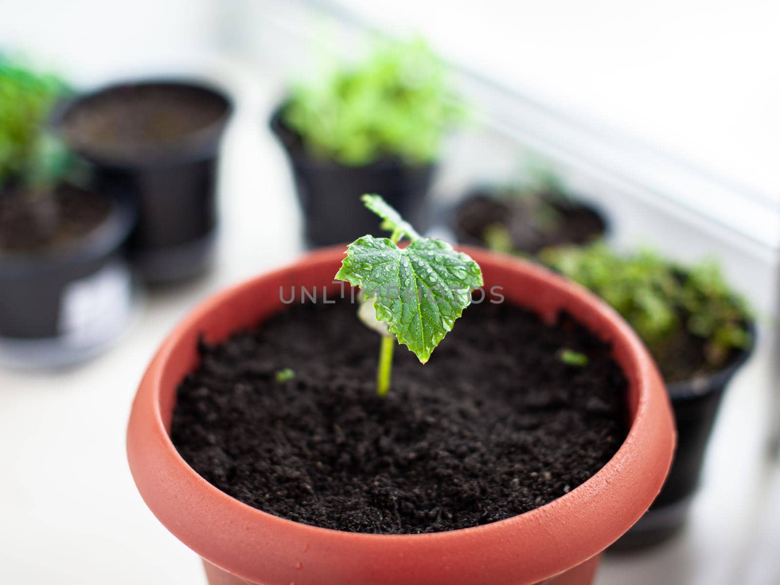 Seedlings of cucumbers in pots near the window, a green leaf close-up. Growing food at home for an ecological and healthy lifestyle. Growing seedlings at home in the cold season