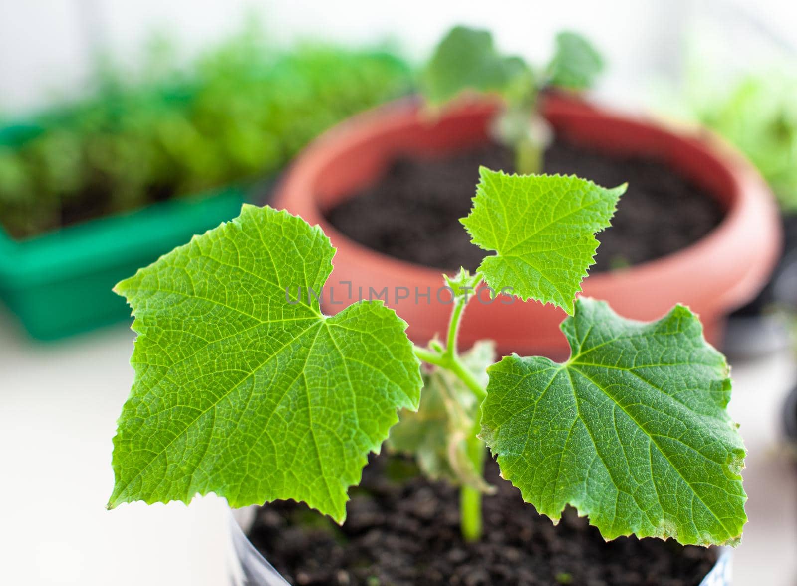 Seedlings of cucumbers and plants in flower pots near the window, a green leaf close-up. Growing food at home for an ecological and healthy lifestyle. Growing seedlings at home in the cold season