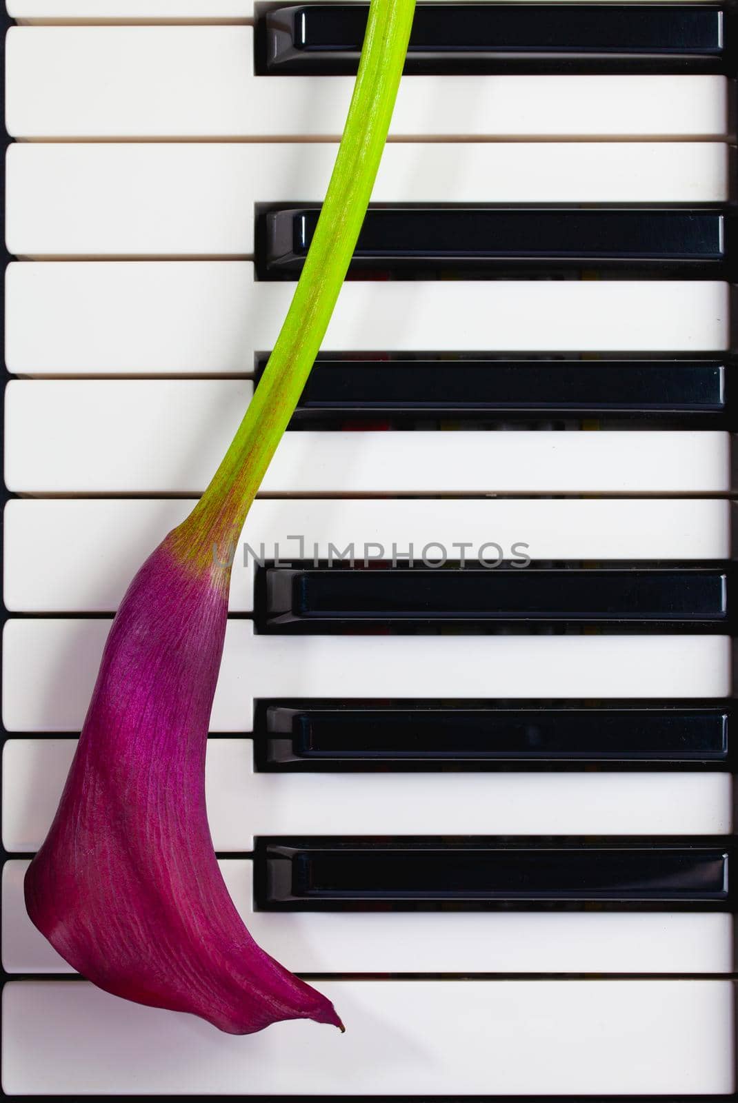 Dark violet calla on the piano keys. Flat Lay Images.