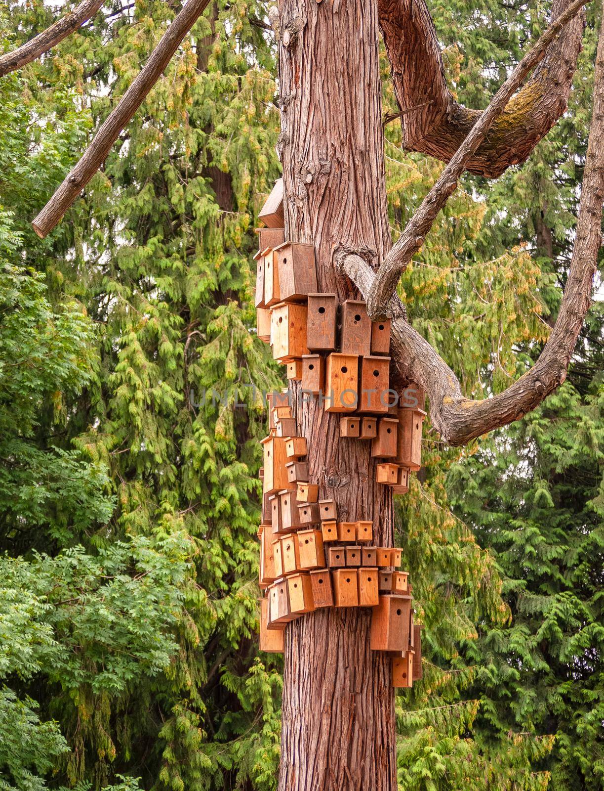 Nesting boxed crowded on cedar tree body. City of birdhouses on tree stem