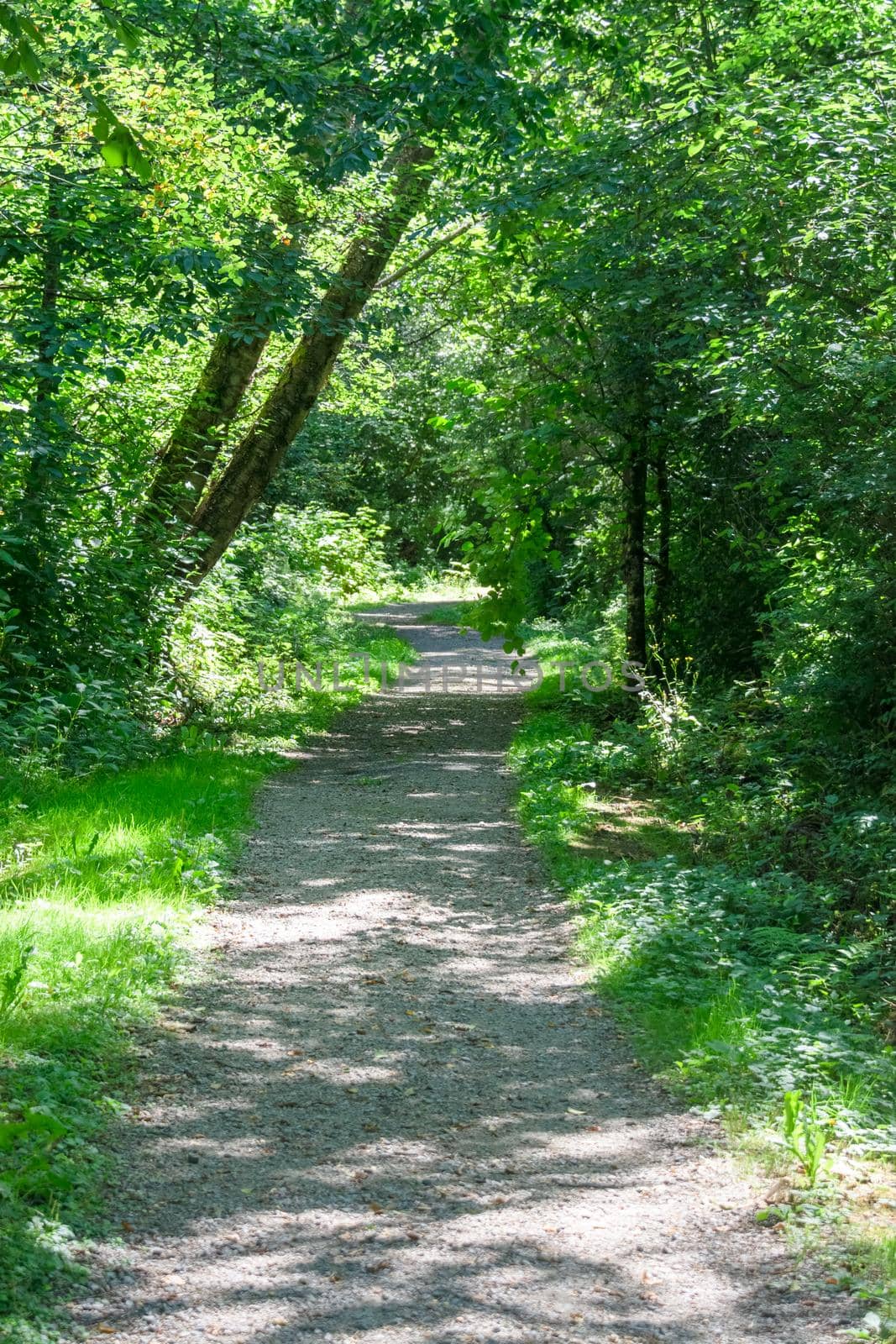 Umbrous hike trail through sunny green summer forest
