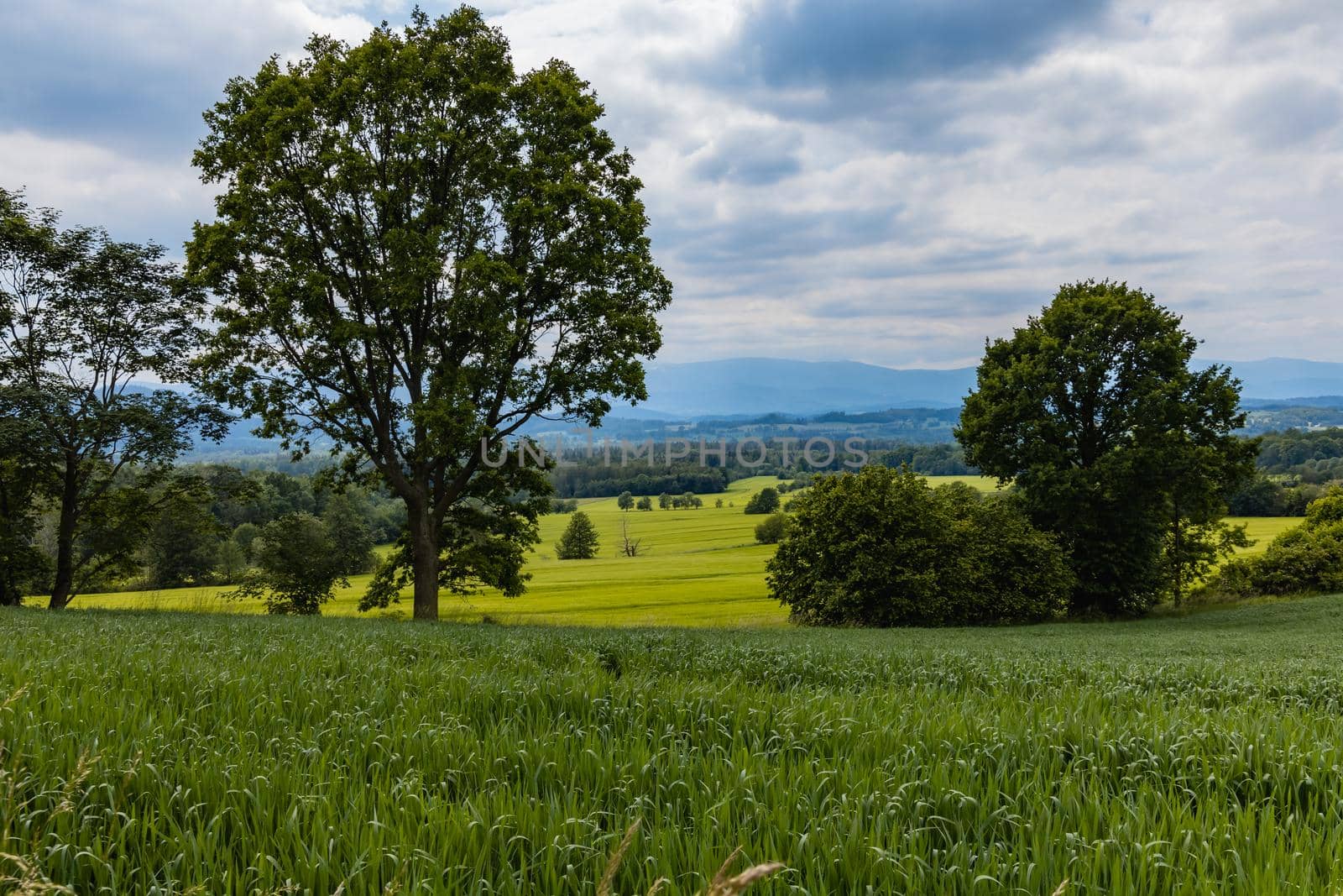 Big green fields of wheat trees and bushes in Kaczawskie mountains at cloudy day