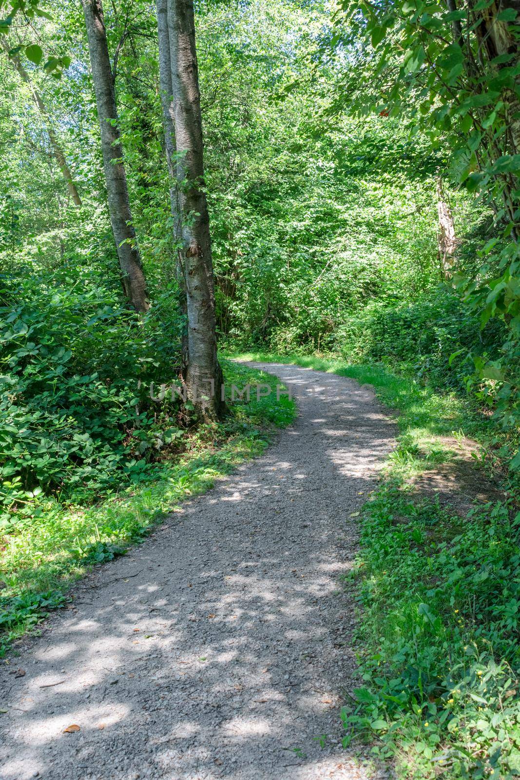Umbrous hike trail through sunny green summer forest