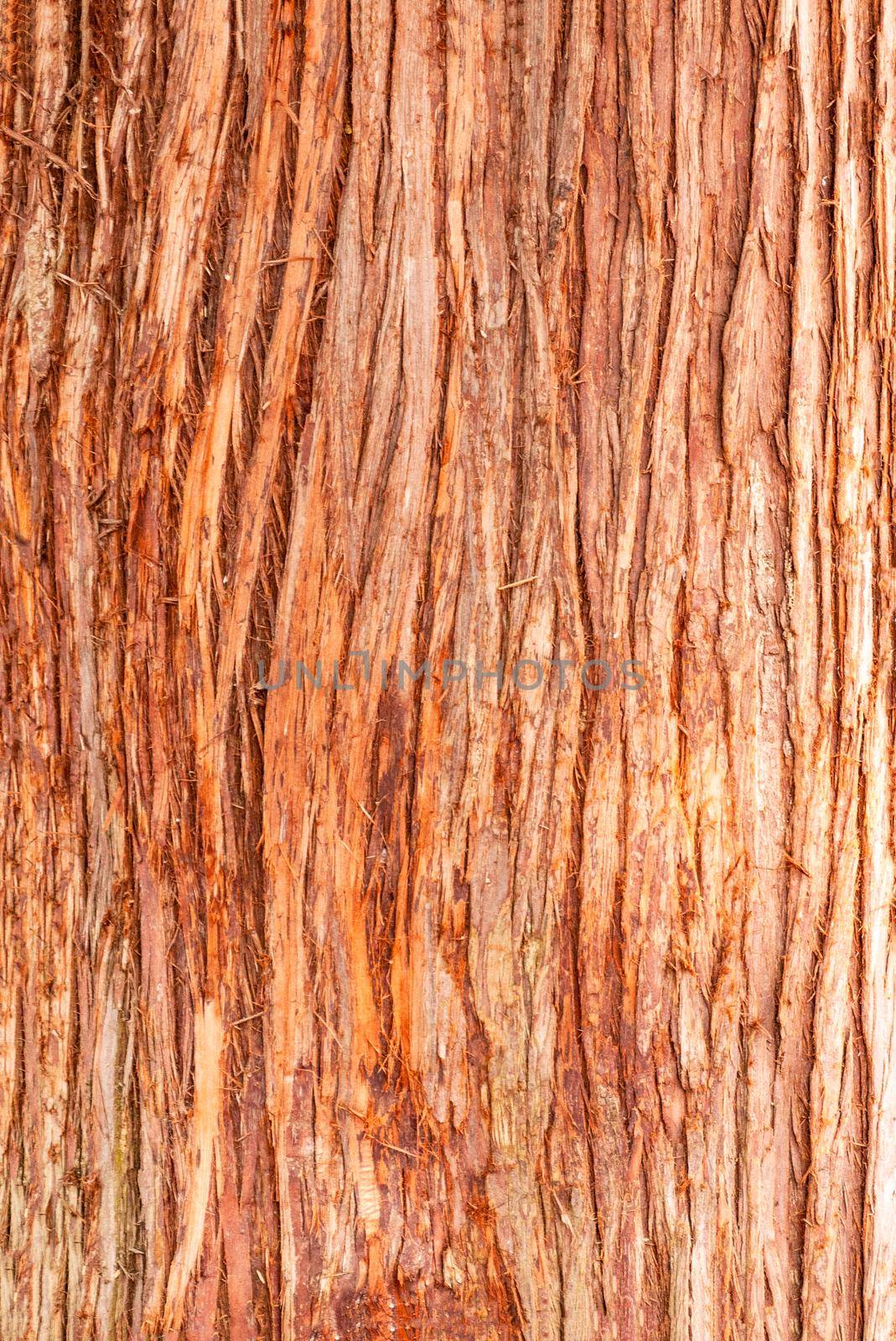 Cedar tree cortex texture. Bark of red cedar tree backdrop