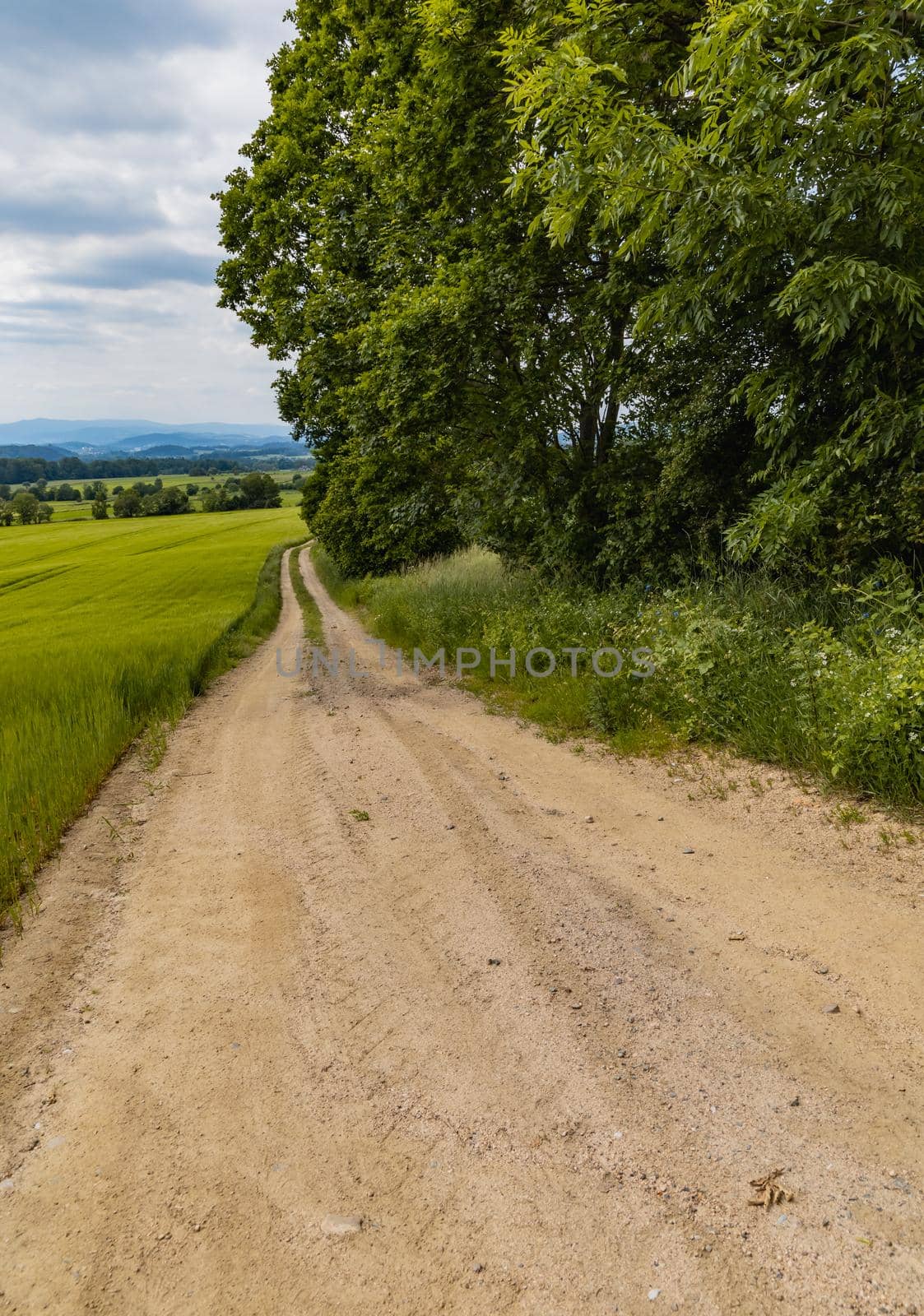 Long path with bushes and fields around in Kaczawskie mountains by Wierzchu