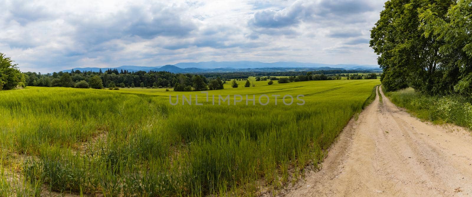 Long path with bushes and fields around in Kaczawskie mountains