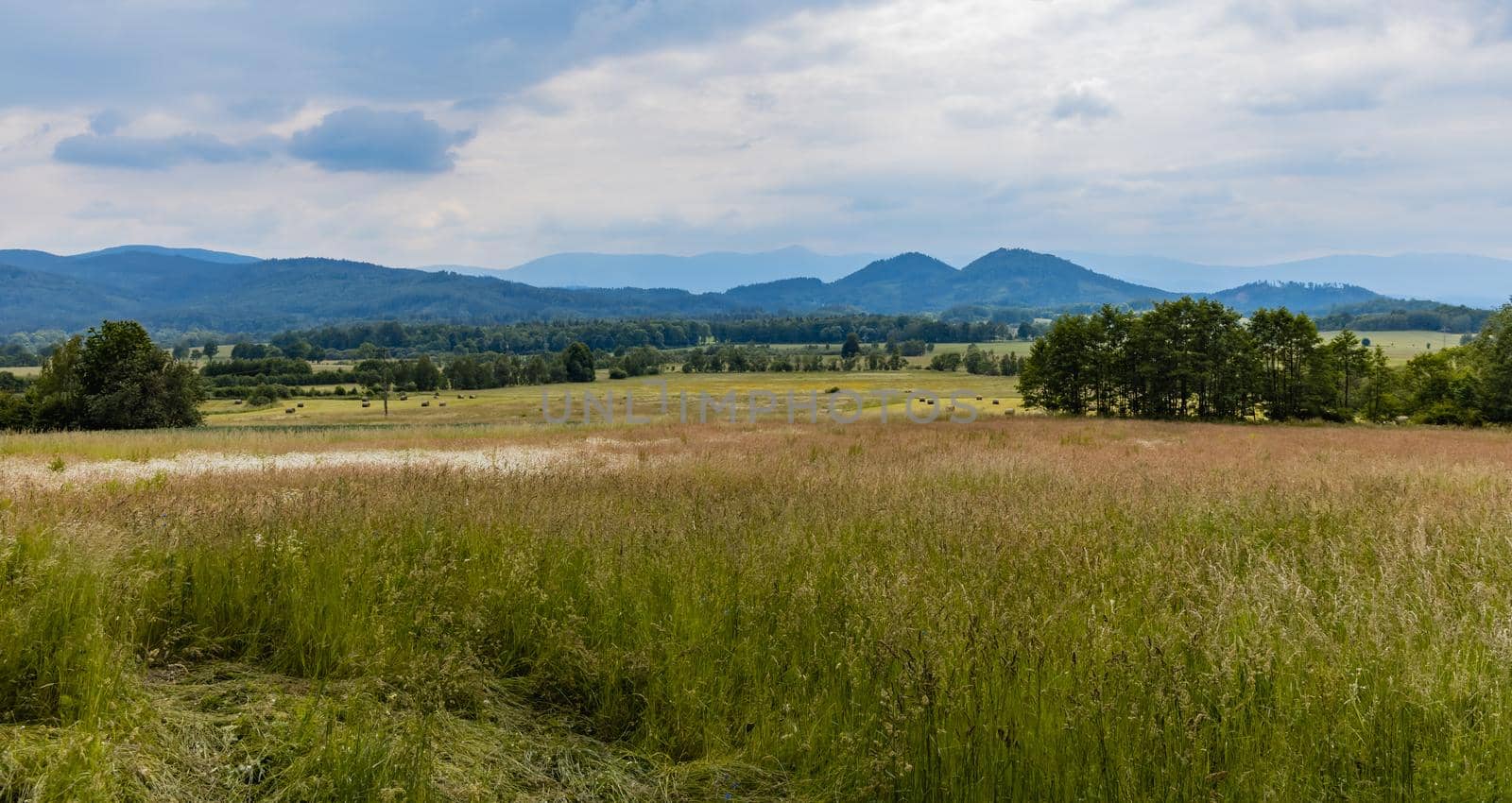 Big green fields of wheat trees and bushes in Kaczawskie mountains at cloudy day