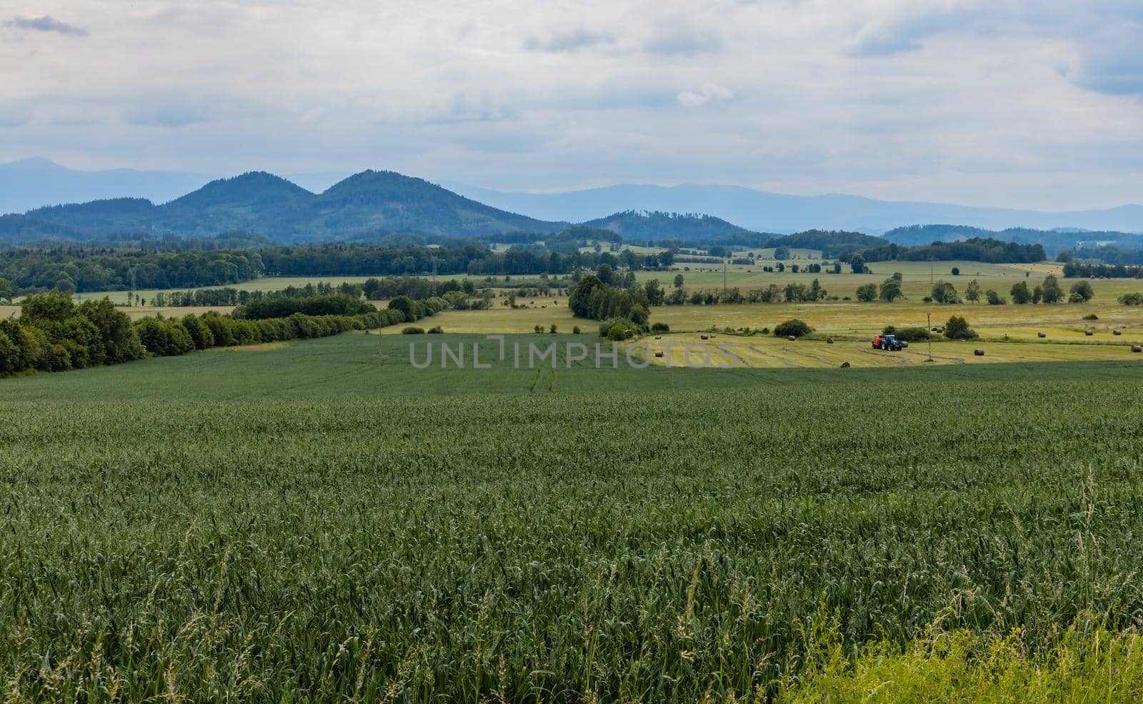 Big green fields of wheat trees and bushes in Kaczawskie mountains at cloudy day by Wierzchu