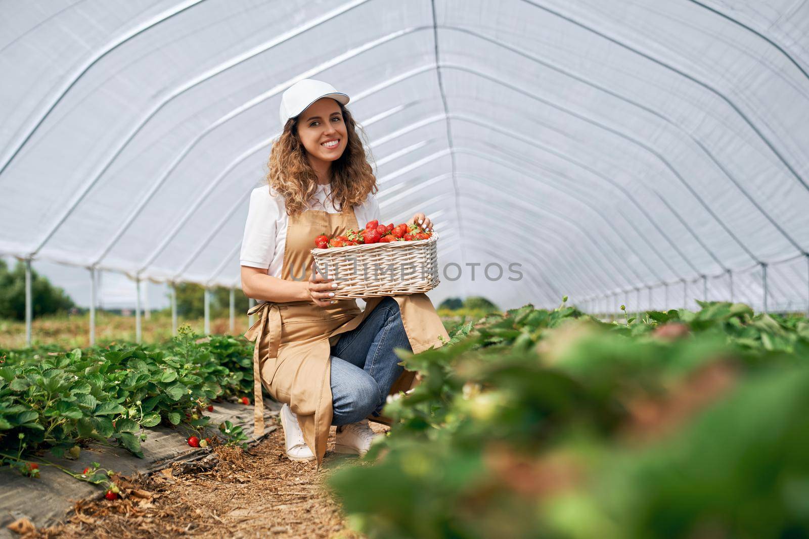 Front view of squatting woman wearing white cap and apron is holding big basket of strawberries. Curly brunette is harvesting strawberries in greenhouse and smiling . Concept of greenhouse.