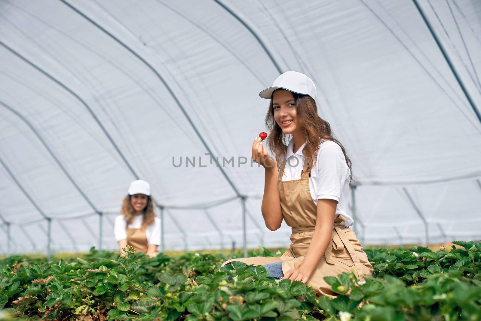 Side view of two female workers are picking and tasting strawberries . Two brunettes wearing white caps and aprons are working in greenhouse. Concept of plantation.