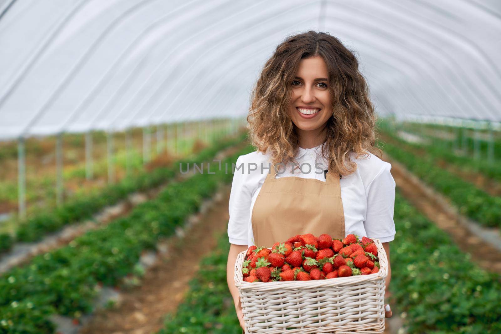 Female is holding big basket with strawberries in greenhouse. by SerhiiBobyk